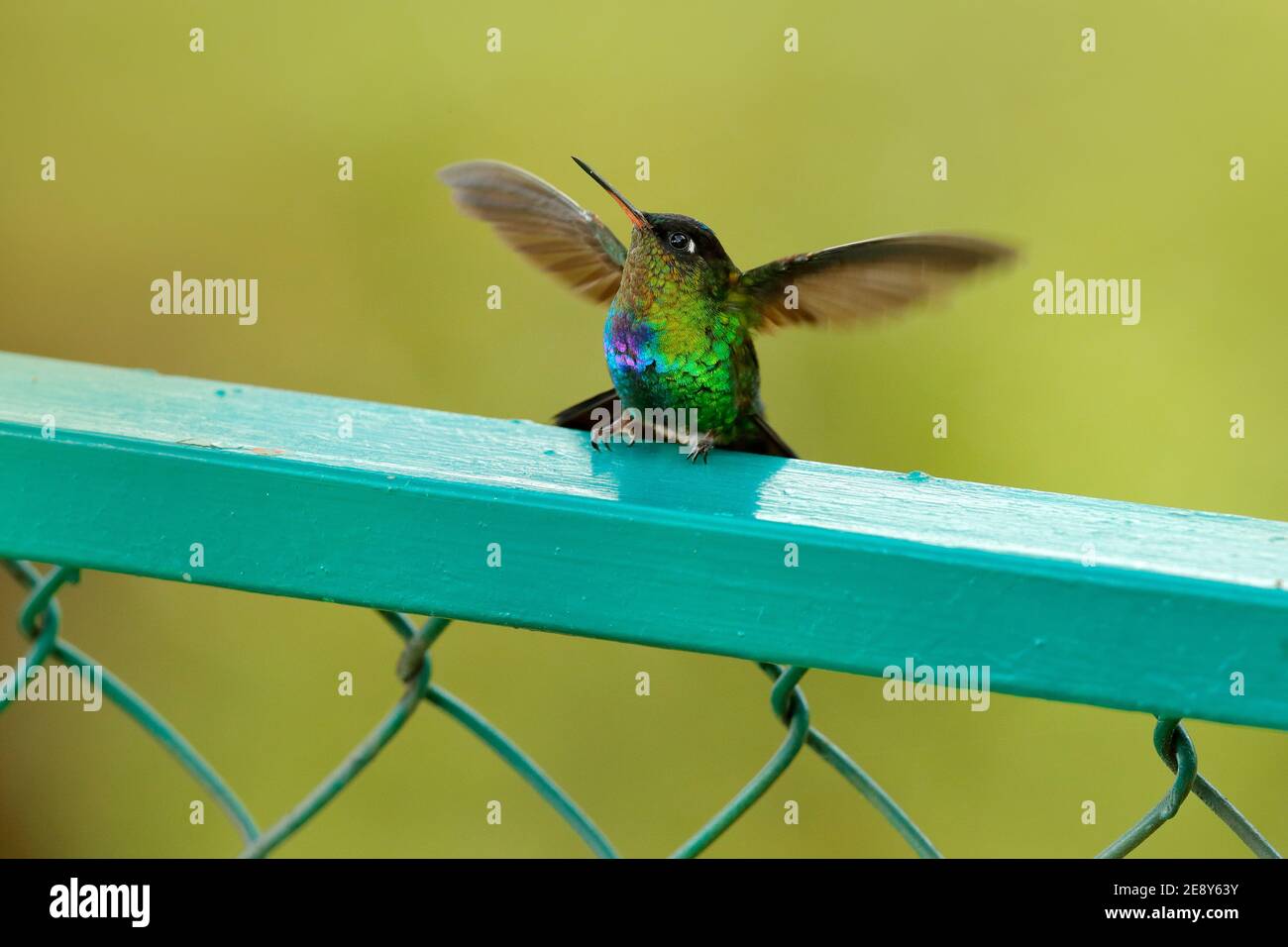 Zwei Kolibris mit rosa Blume. Feurig-kehlige Kolibris, fliegen neben schönen Blüte Blume, Savegre, Costa Rica. Action Wildlife Szene aus Stockfoto