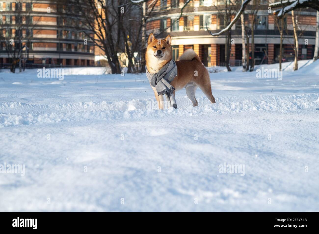 Schnee rot shiba inu Winter Set Stockfoto