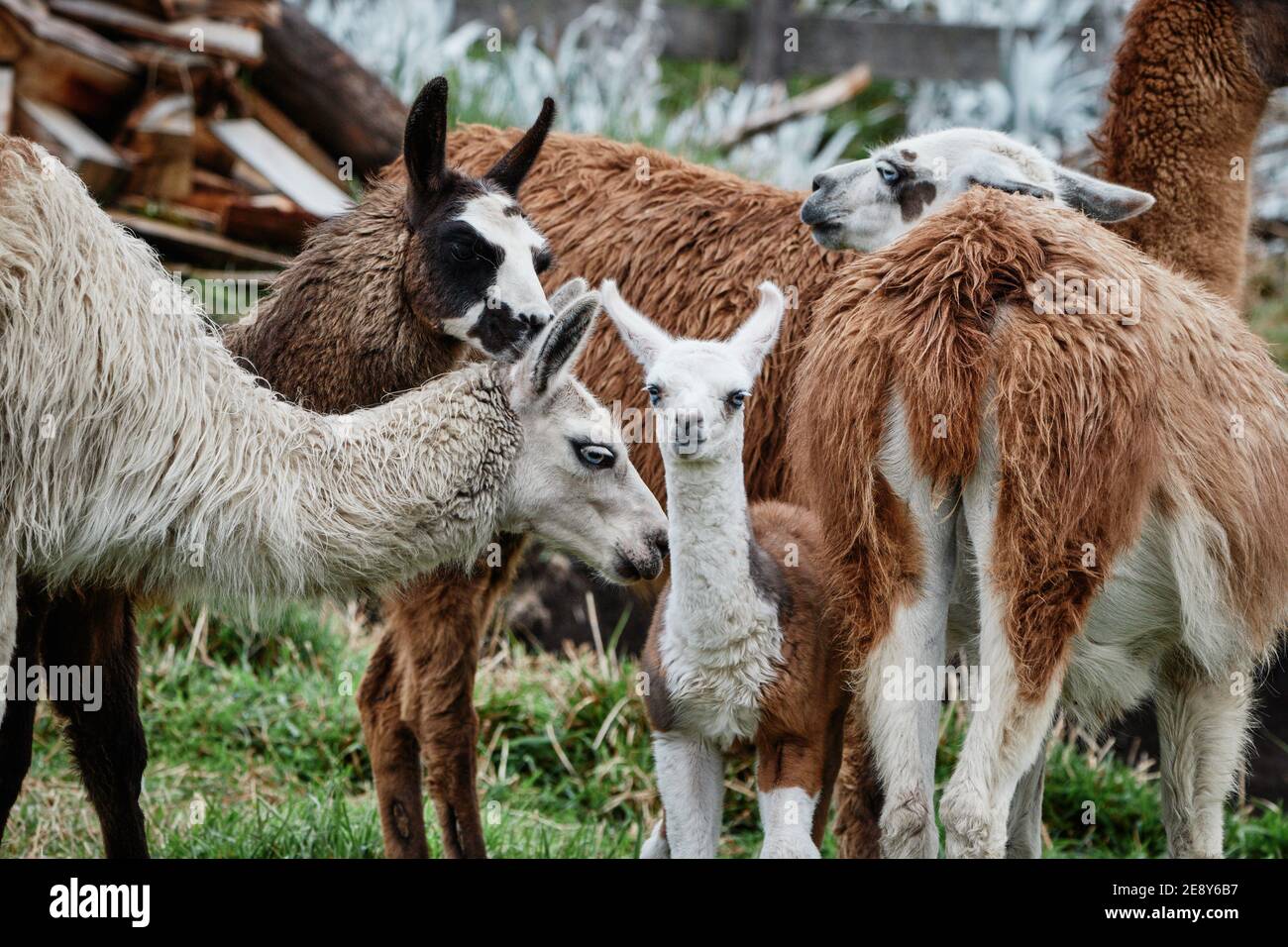 Lamas Alpaca in den Anden, Südamerika, Ecuador Stockfoto