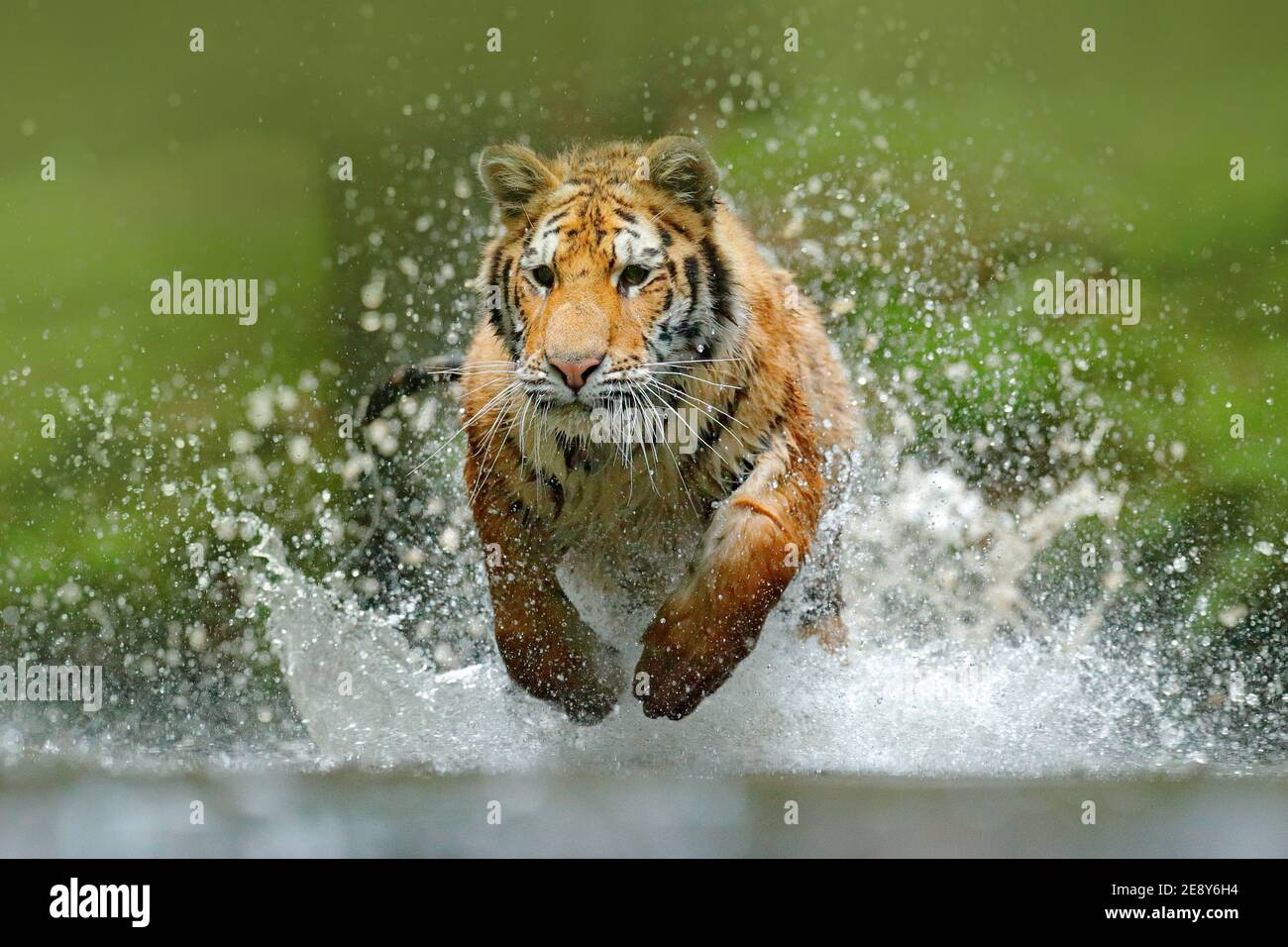 Wildtiere in Asien. Sibirischer Tiger läuft im Wasser, Sibirien. Gefährliches Tier, Taiga, Russland. Tier im grünen Waldbach. Amur Tiger spritzt wate Stockfoto