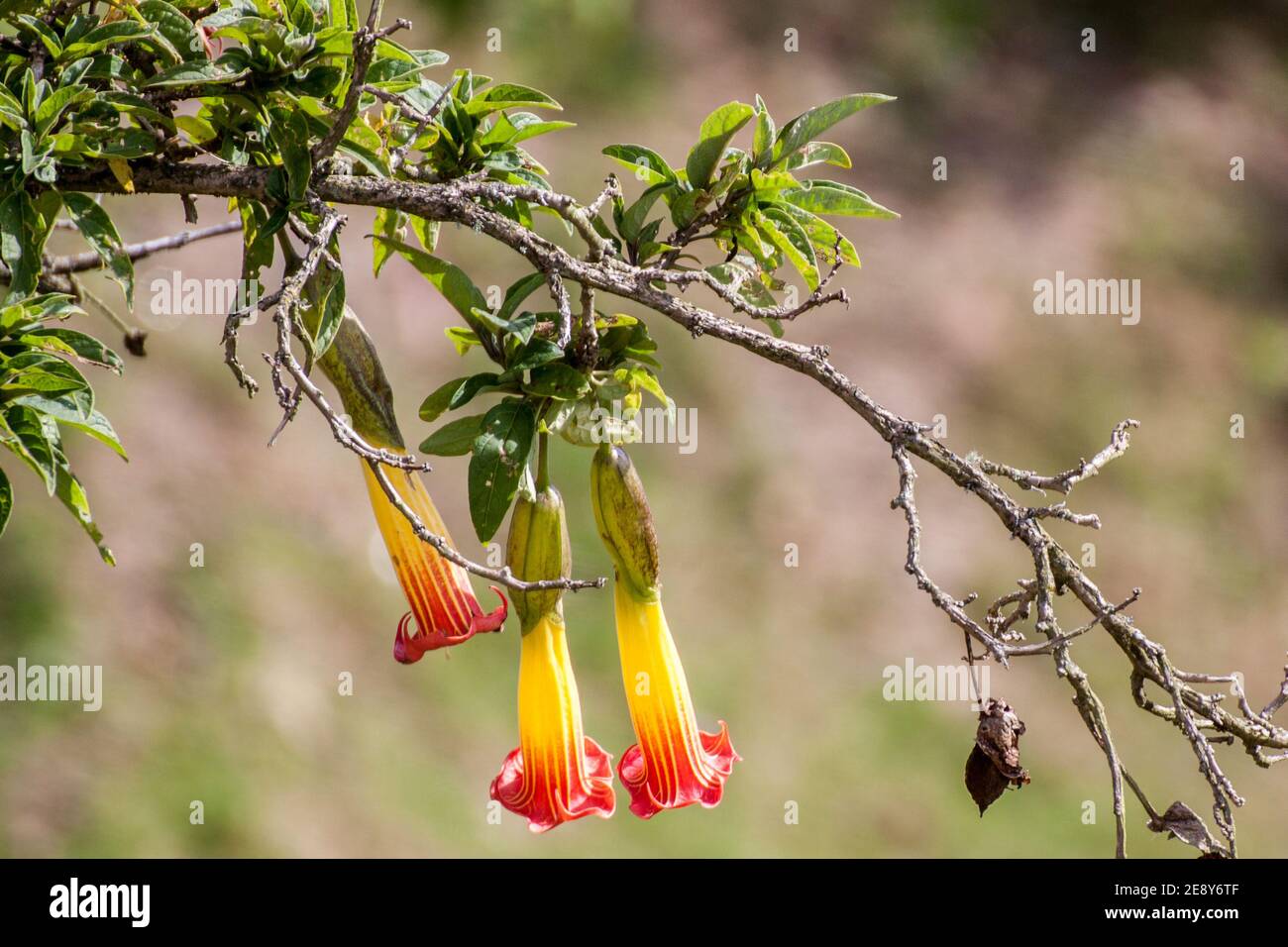 Bogota, Kolumbien 16,03.2018. Ganz oben auf Monserrate. Flora von Monserrate. Brugmansia sanguinea, die Trompete des roten Engels Stockfoto