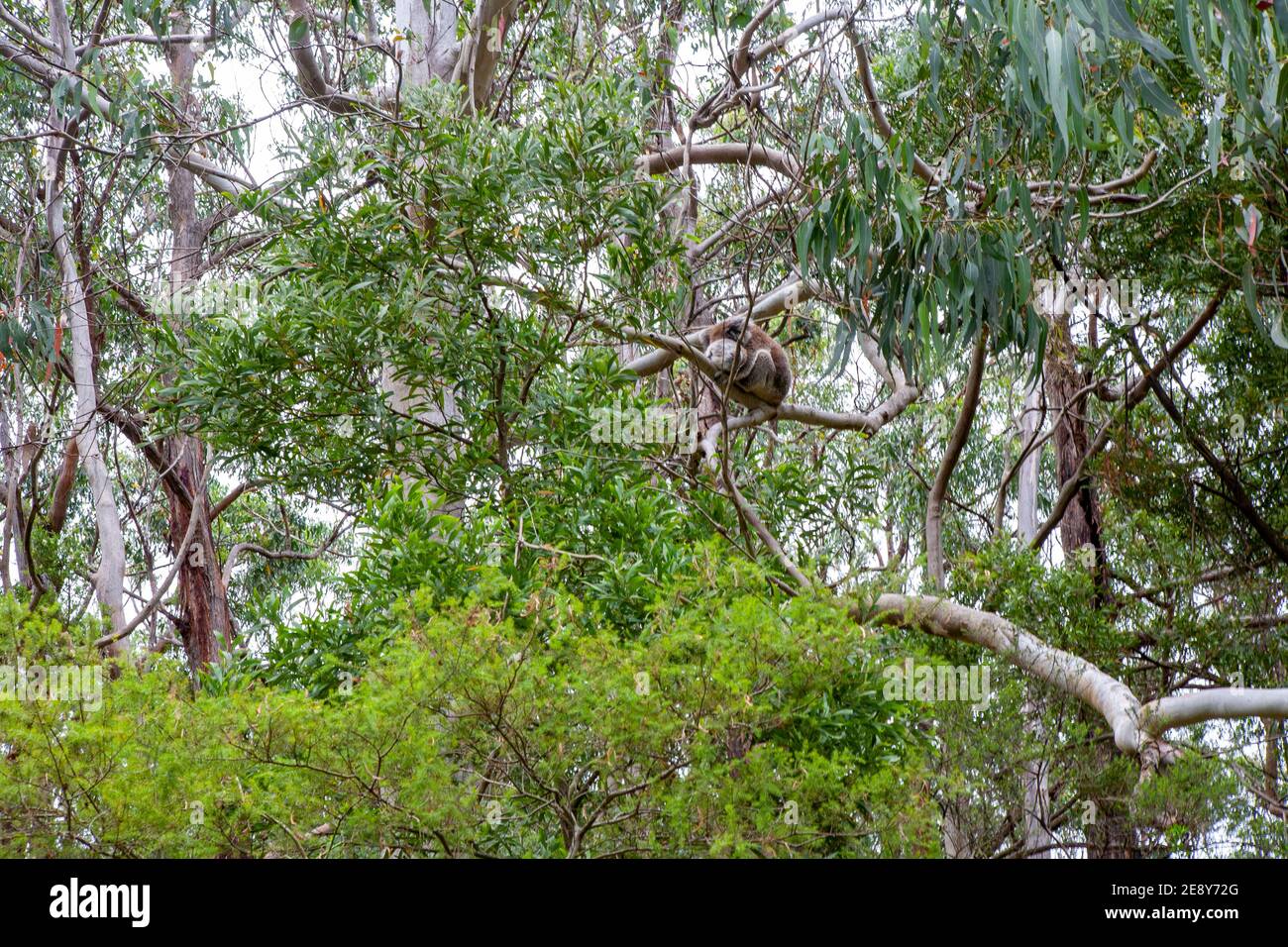 Koala mit Baby in Tree, Great Ocean Road, Australien Stockfoto