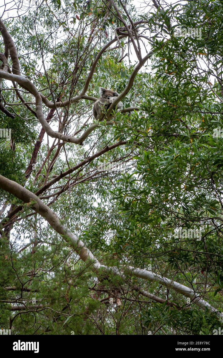 Koala mit Baby in Tree, Great Ocean Road, Australien Stockfoto