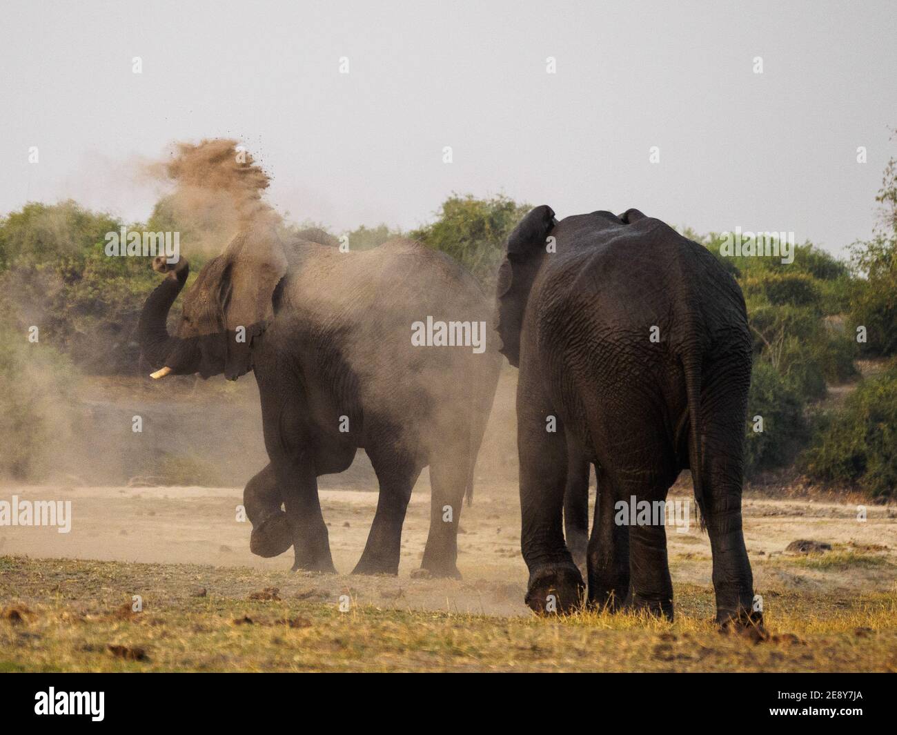 Elefantenherde in Afrika, die durch das Gras läuft Tarangire Nationalpark Stockfoto