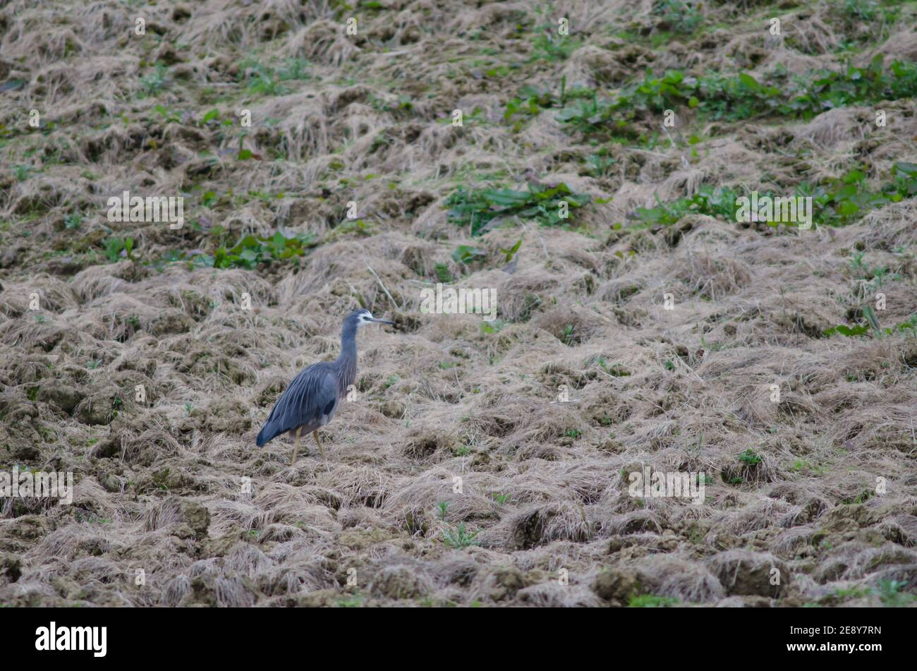 Weißgesichtige Reiher Egretta novaehollandiae. Die Catlins. Otago. Südinsel. Neuseeland. Stockfoto