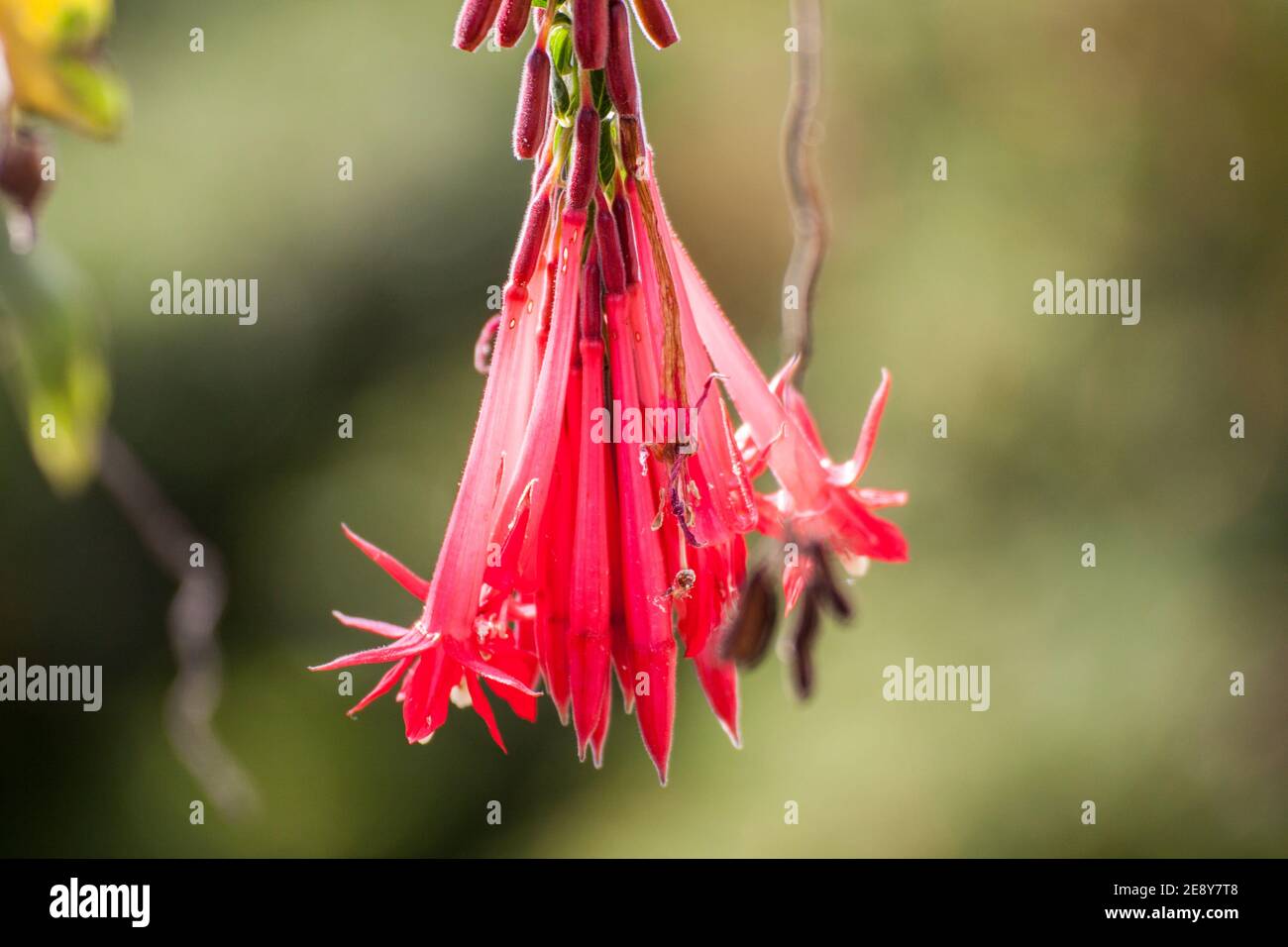 Bogota, Kolumbien 16,03.2018. Ganz oben auf Monserrate. Flora von Monserrate. Fuchsia boliviana Carrière. Stockfoto