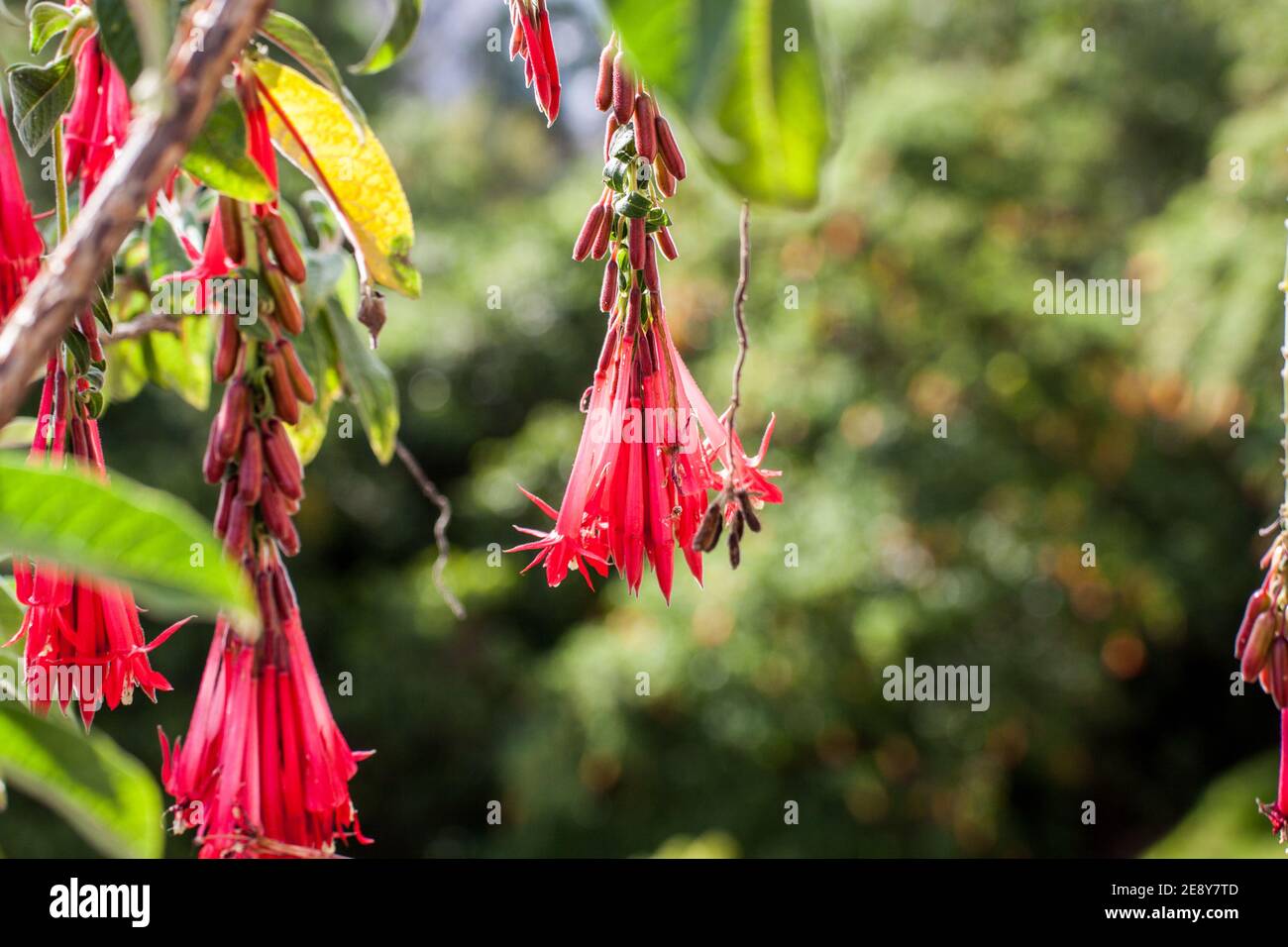 Bogota, Kolumbien 16,03.2018. Ganz oben auf Monserrate. Flora von Monserrate. Fuchsia boliviana Carrière. Stockfoto