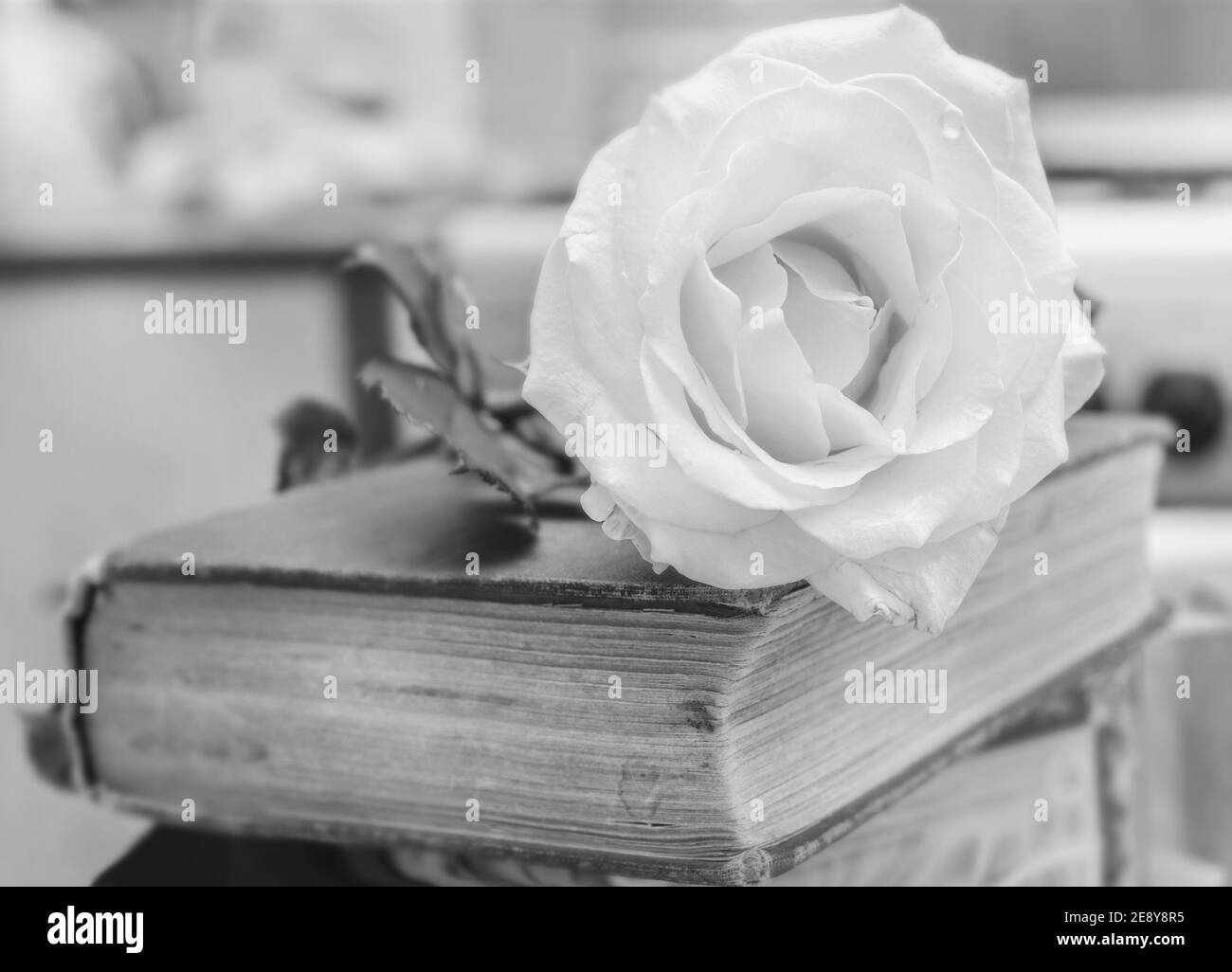 Ziemlich große offene Rose auf altem Buch in schwarz und Weiß Stockfoto
