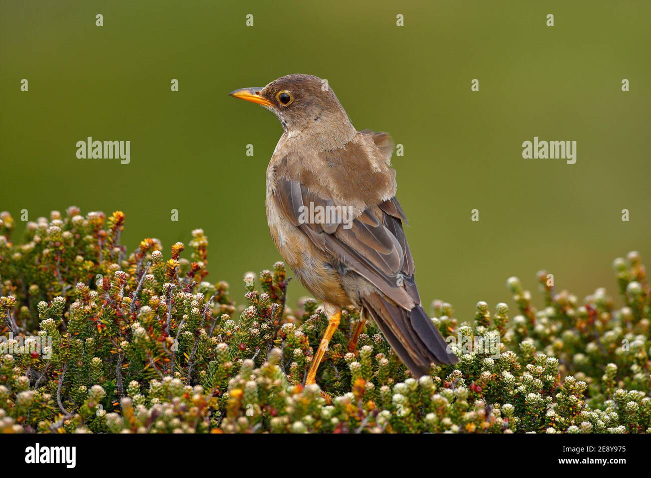 Vogel am Seil. Falkland Thrush, Turdus falcklandii falcklandii, Brawn Vogel Withs, Tier in der Natur Lebensraum, Nistzeit, Falkland-Inseln. Stockfoto