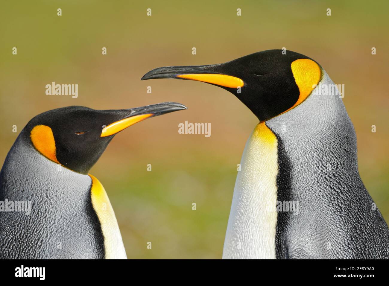 Wee Blue Coo Grußkarte – Königspinguine In Der Antarktis, Hochzeit & Jubiläum