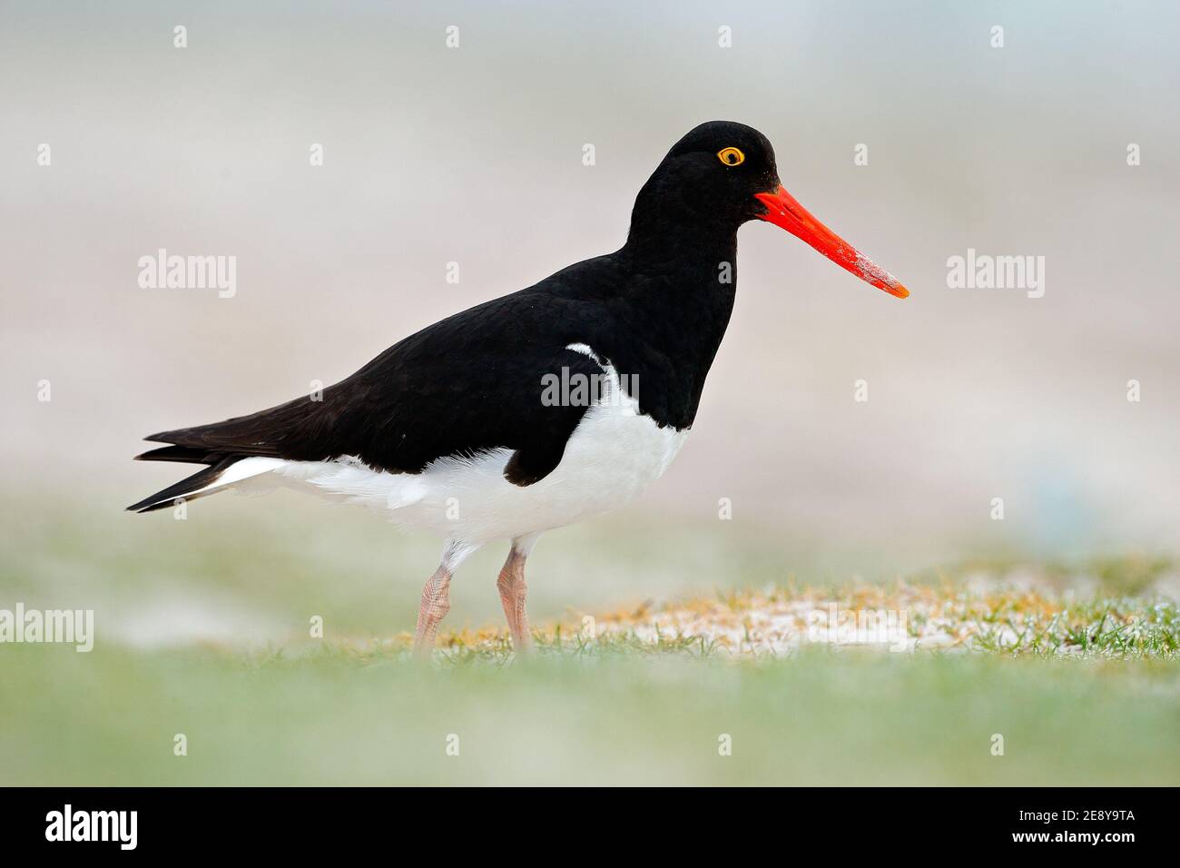 Magellanischer Austernfischer, Haematopus leucopodus, schwarz-weißer Wasservogel mit rotem Schnabel, Falklandinseln. Stockfoto