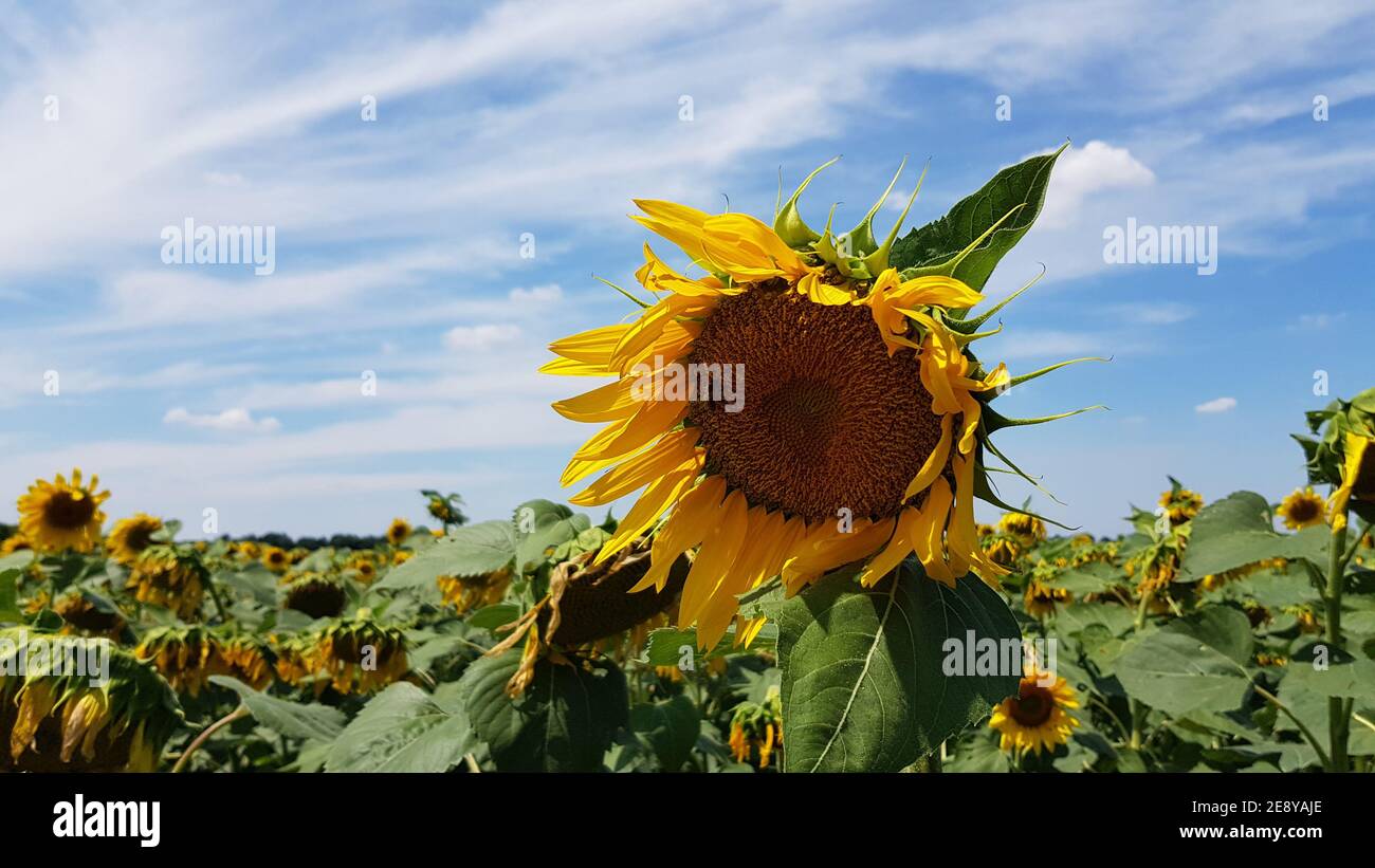 Landwirtschaftliche Sonnenblumenfeld in der Ukraine. Leuchtend gelbe Sonnenblume im Wind und hängende Sonnenblumen auf dem Hintergrund. Helianthus annuus Blume Nahaufnahme mit Stockfoto