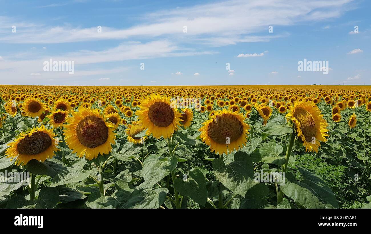 Leuchtend gelbe Sonnenblumen bewegen sich im Wind. Gelbe Blütenköpfe Nahaufnahme mit blauem Himmel und weißen Wolken Hintergrund. Helianthus annuus Plantage in Harve Stockfoto
