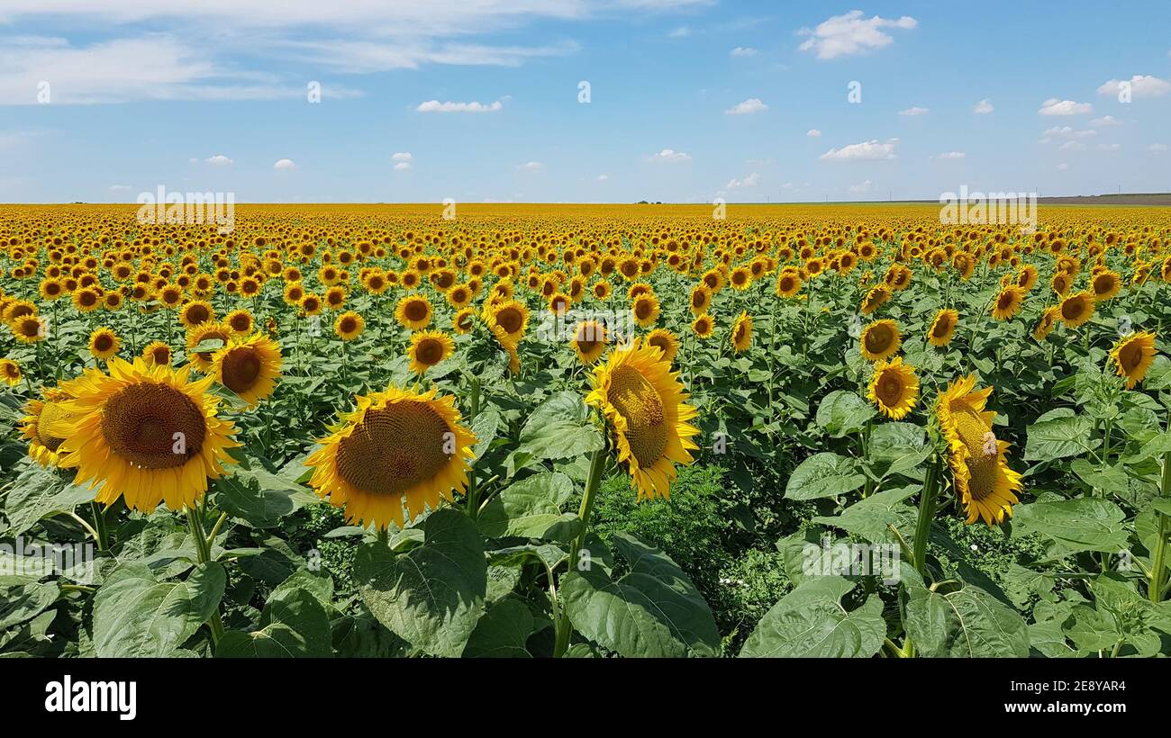 Helianthus annuus blüht an grünen Stielen mit großen frischen Blättern. Ukrainische ländliche Landschaft. Landwirtschaftliches Feld von Annuus Helianthus Sonnenblumen, die U Stockfoto