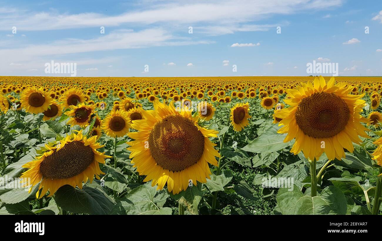 Blühendes Sonnenblumenfeld in der Ukraine. Leuchtend gelbe Sonnenblumen Nahaufnahme mit blauem Himmel und weißen Wolken Hintergrund. Helianthus annuus Plantage in Harve Stockfoto