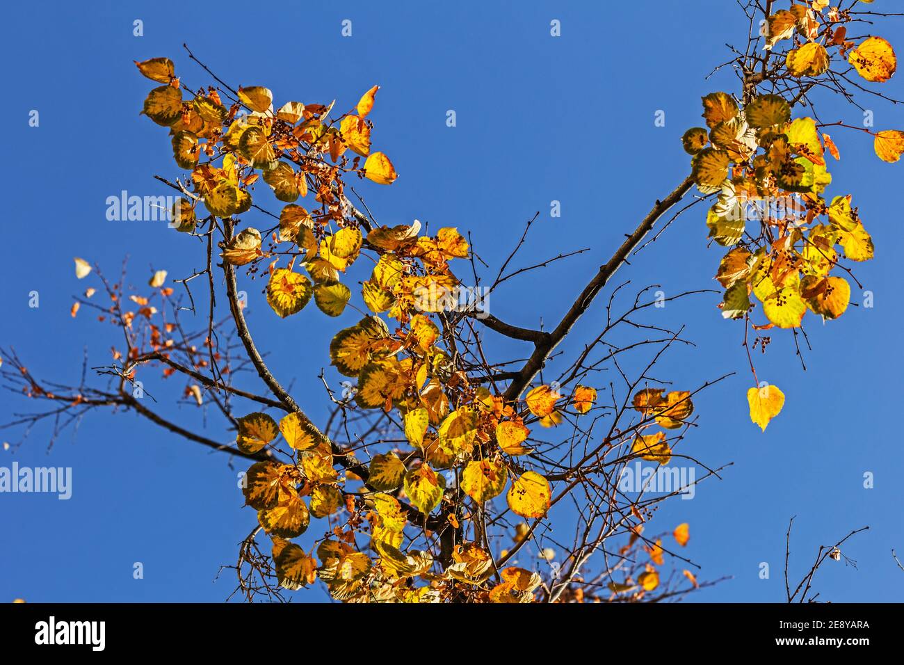 Echter gelber Herbst Blätter an sonnigen Tagen gegen helles Blau Himmel Stockfoto