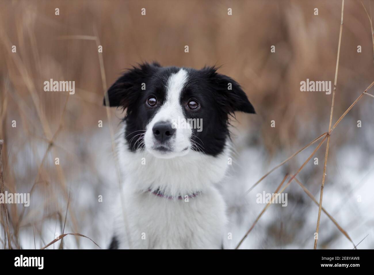 Porträt von jungen Hündin der Border Collie Rasse Weiße und schwarze Farbe zwischen trockenem Gras und Schnee Winter Natur Stockfoto