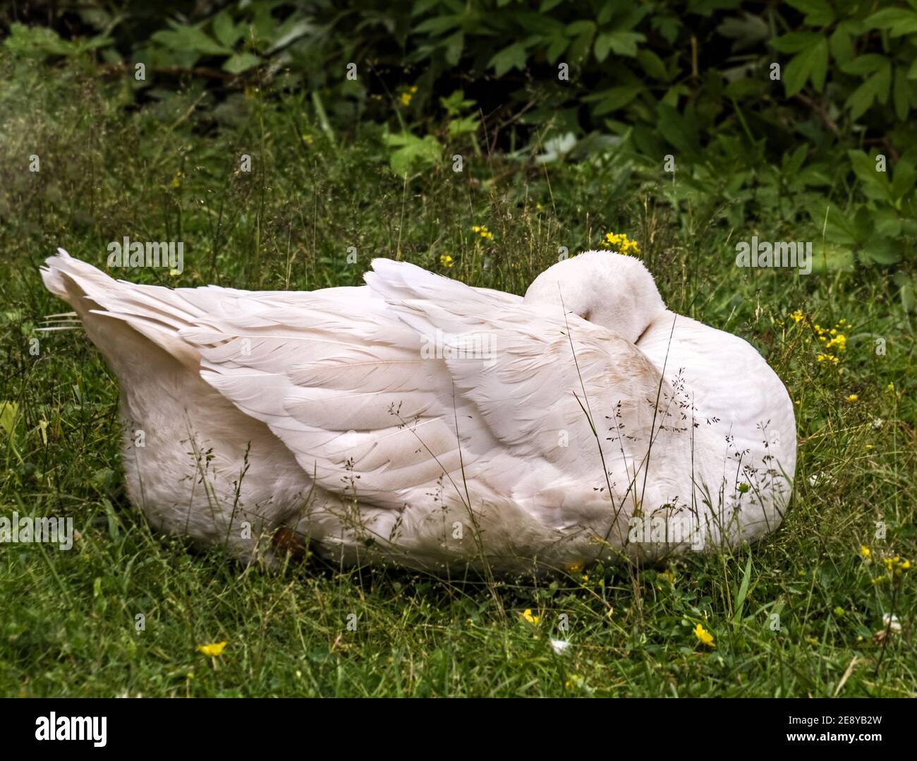 Weiße Gans schläft mit ihrem Schnabel versteckt in Federn Sommer bewölkt Tag auf grünem Gras Stockfoto