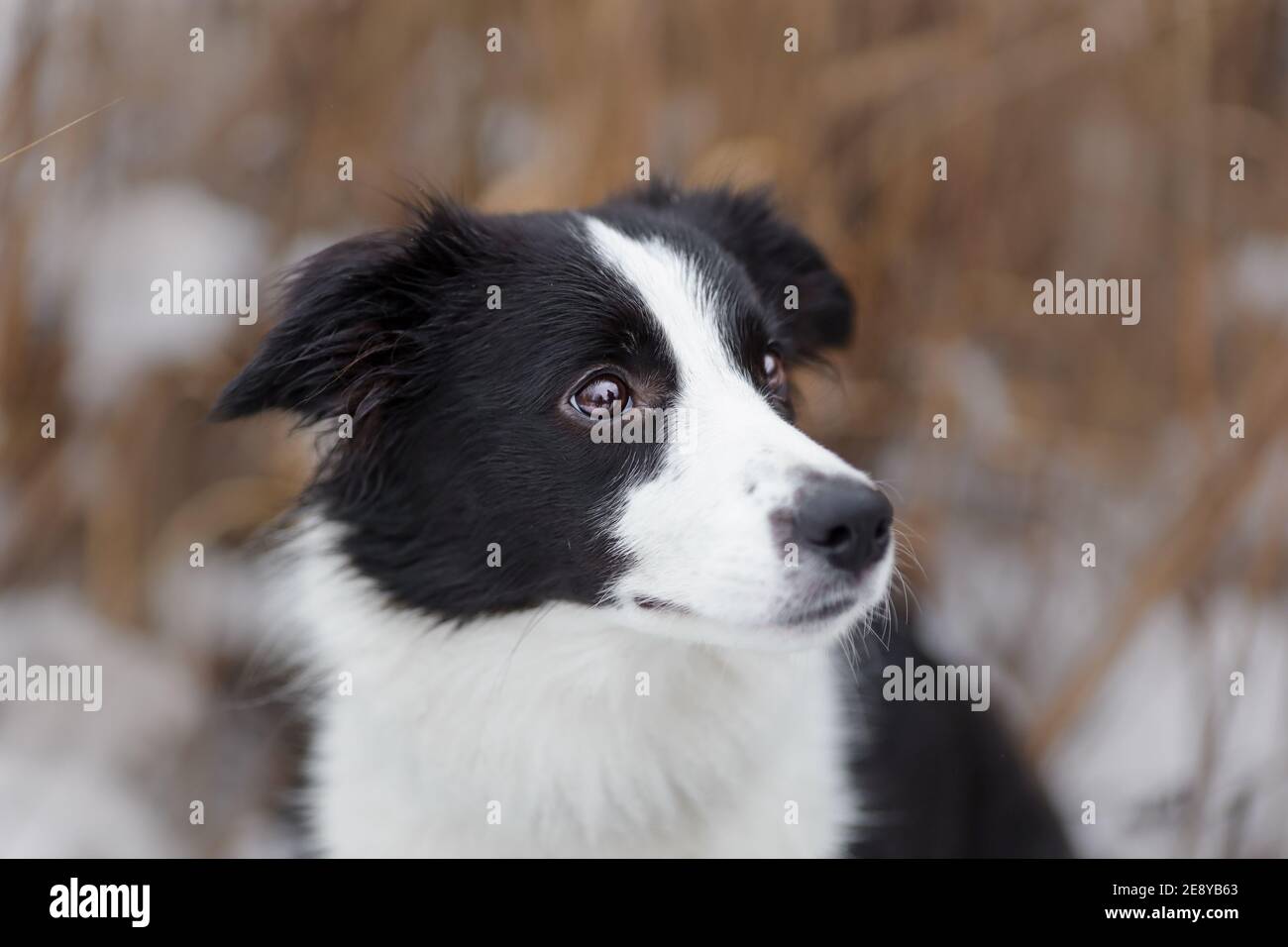 Porträt von jungen Hündin der Border Collie Rasse Weiße und schwarze Farbe in der Winternatur Stockfoto