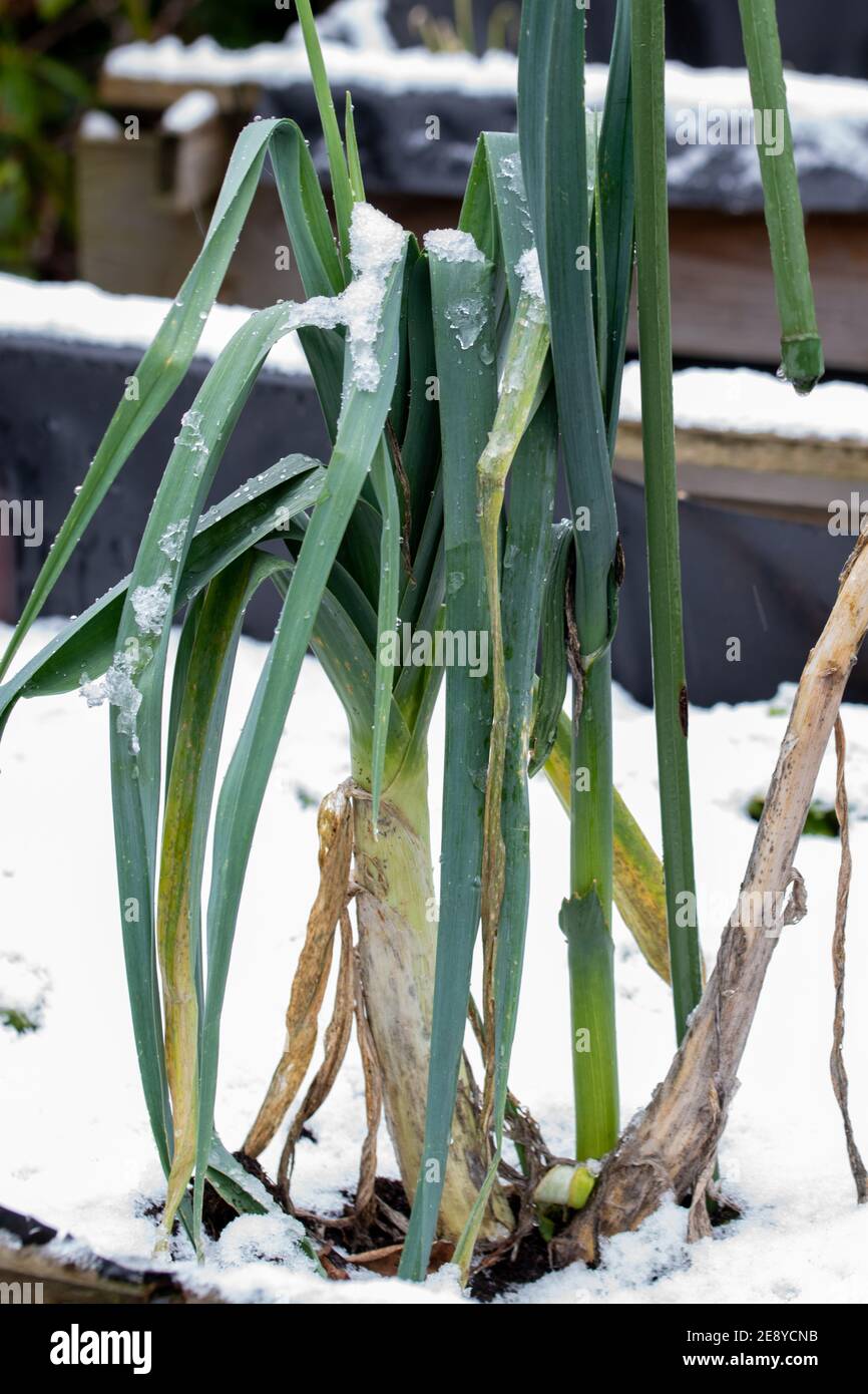 Hochbeet im winter Fotos und Bildmaterial in hoher Auflösung Alamy