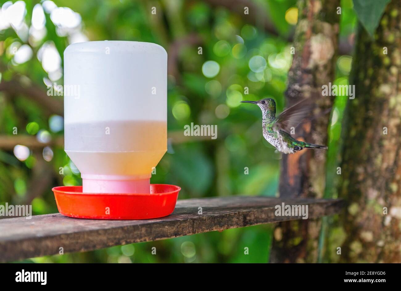 Andensmaragd (Amazilia franciae) bei Kolibri-Trinker, Mindo, Ecuador. Konzentrieren Sie sich auf Kolibri. Stockfoto