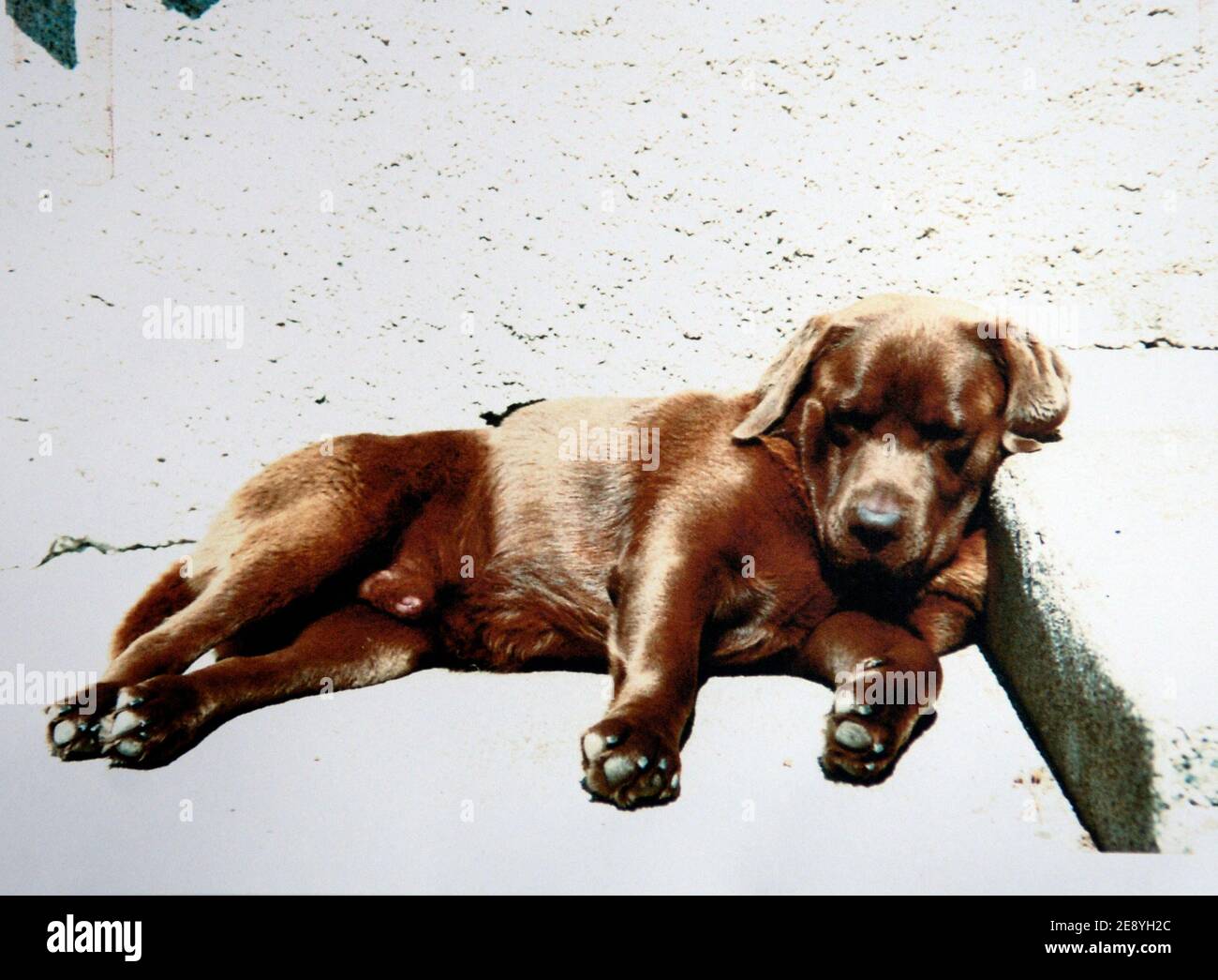 CE labrador Enzo fait Partie des huit chiens morts empoisonnes entre le 22 et le 30 septembre 2007 dans le quartier du Golf de Biarritz. Eine Frage an eine äte ouverte. Jules Motte/ABACAPRESS.COM Stockfoto