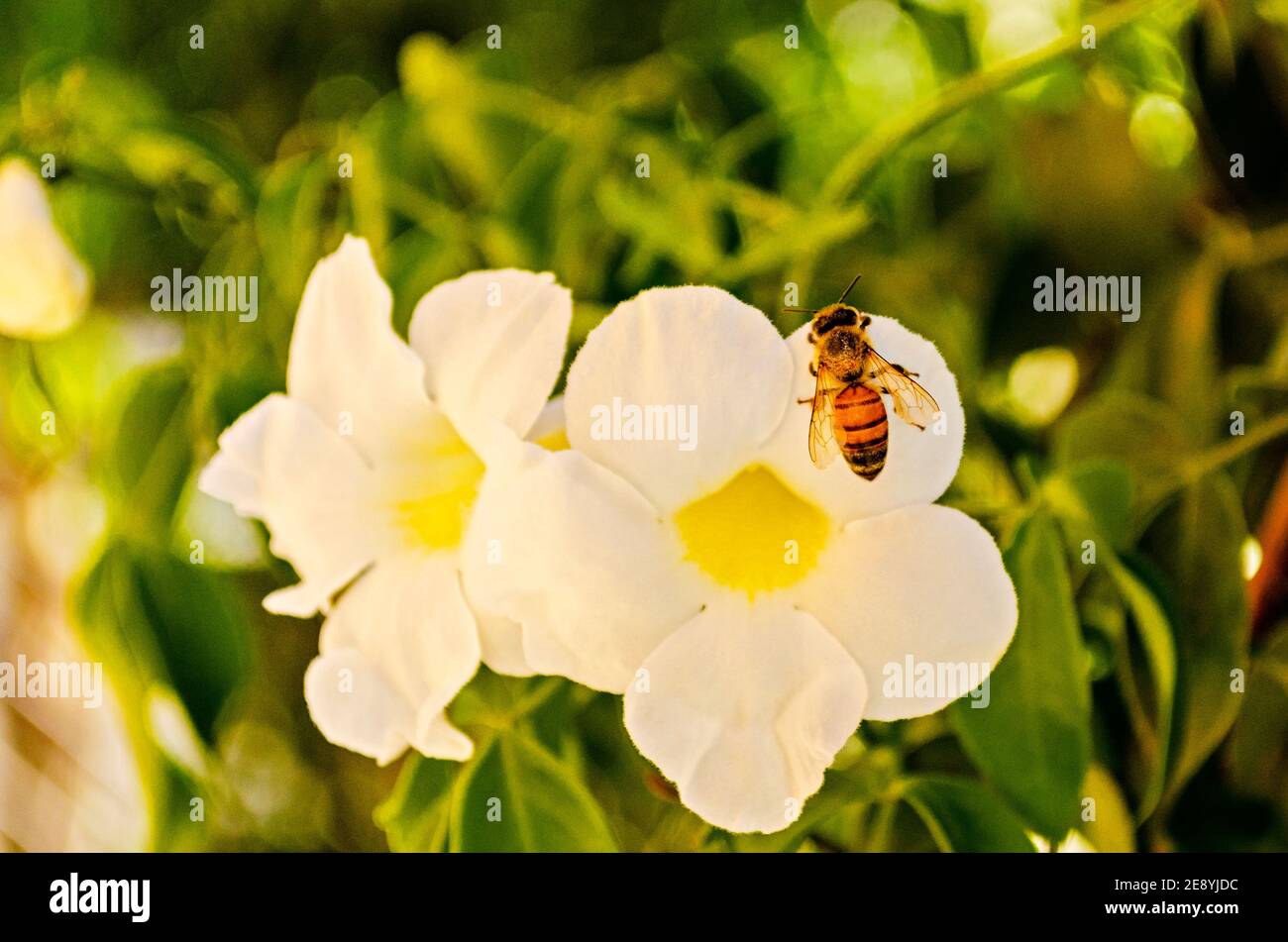 Honigbiene auf weißen Blüten mit gelben Zentren, Nahaufnahme. Stockfoto