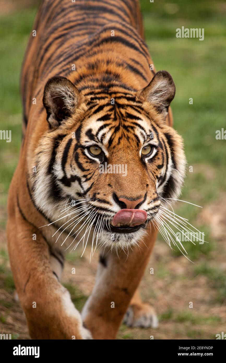 Kopf auf Aufnahme eines bengalischen Tigers (Panthera tigris tigris) mit der Zunge heraus, in Gefangenschaft Stockfoto