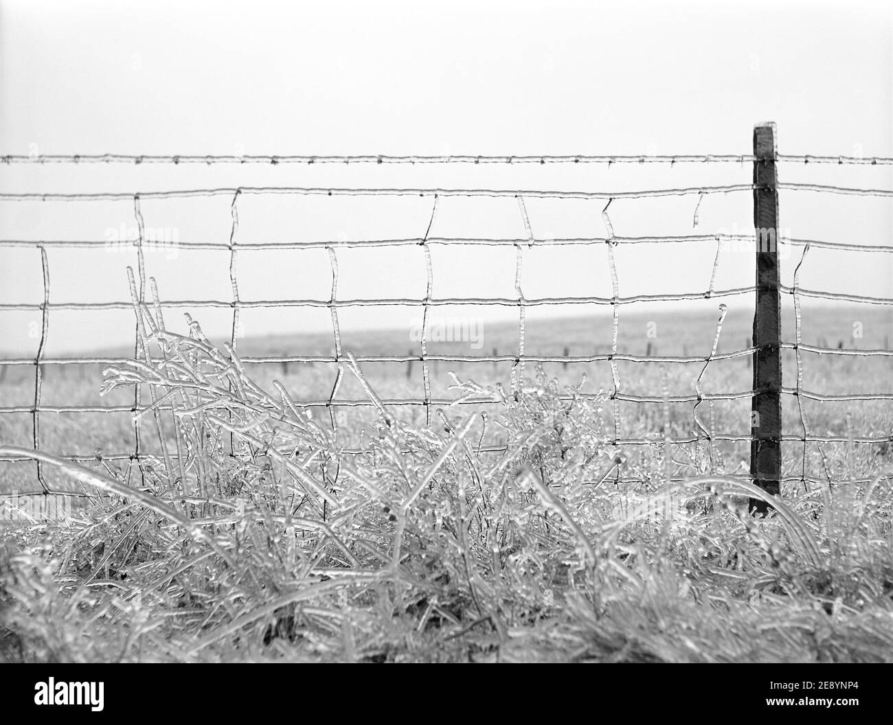Frozen Barbed Wire Fence, Rockingham County, Virginia, USA, John Vachon, U.S. Farm Security Administration, Januar 1941 Stockfoto