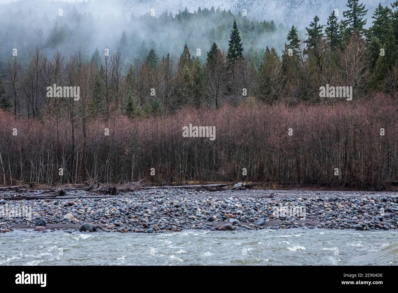 Immergrüner Wald und rote Erlen entlang des Nisqually Flusses am Rande des Mount Rainier National Park, Washington State, USA. Stockfoto