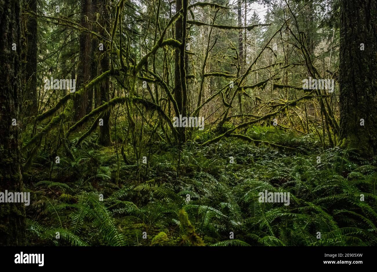 Moosbedeckte Bäume an einem sehr nassen Tag in der Nähe des Big Creek Campground entlang des Osborne Mountain Trail. Washington State, USA. Stockfoto