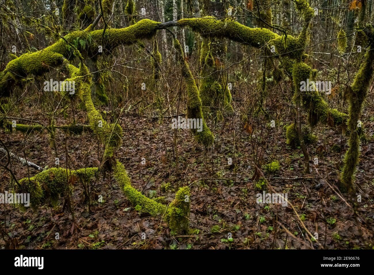 Moosbedeckte Bäume an einem sehr nassen Tag nahe dem Big Creek Campground entlang des Osborne Mountain Trail, Washington, USA. Stockfoto