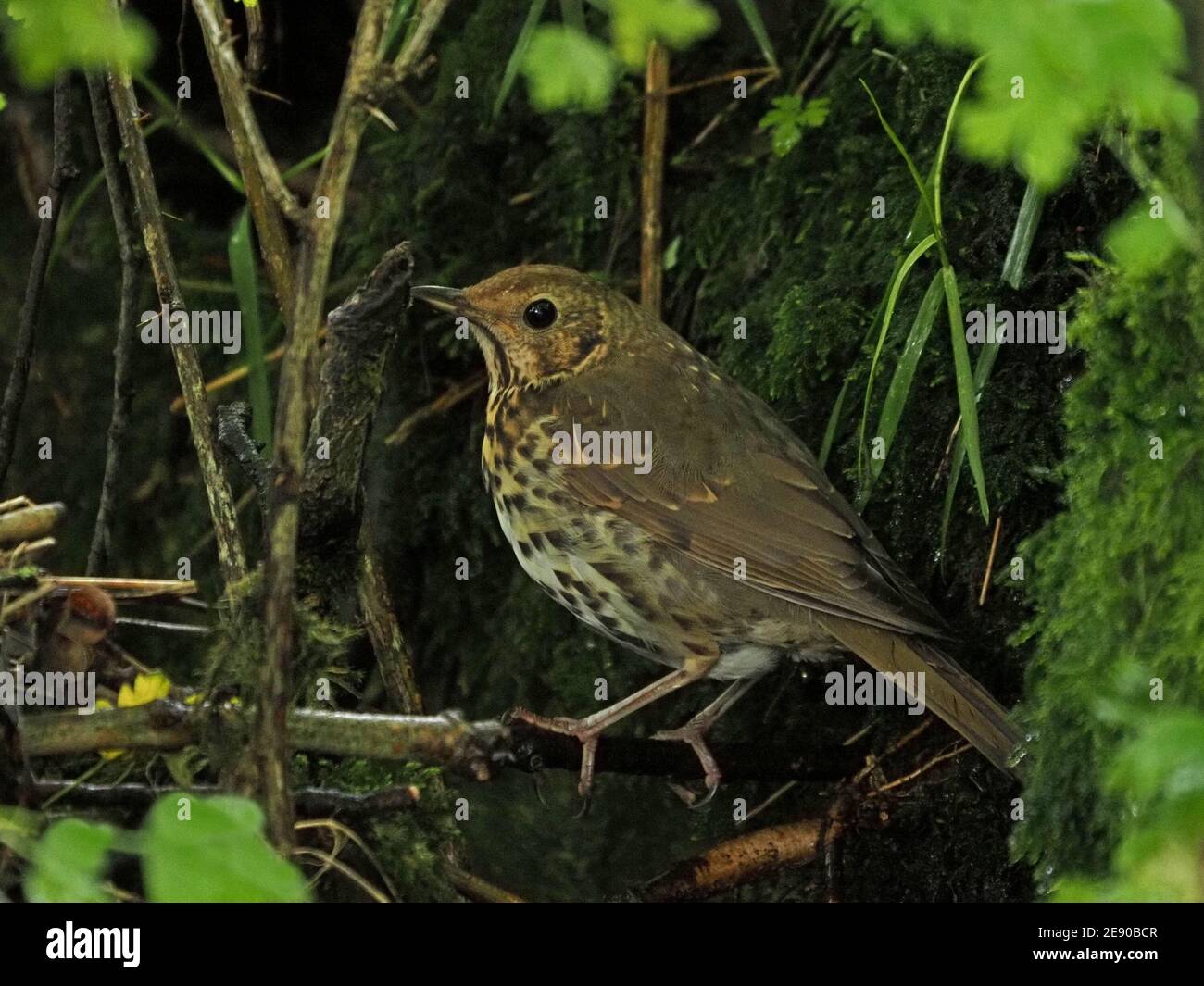 Liederdrossel (Turdus philomelos) ein melodiöser singvogel, der auf einem Zweig in moosem Unterholz in Cumbria, England, UK, thront Stockfoto