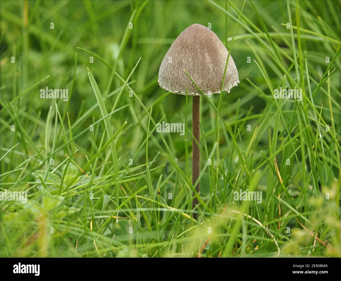 Kleiner braun gedeckter Zehenhocker mit dünnem geraden braunen Stamm im Grasland auf Kalksteinland in Eden Valley, Cumbria, England, UK Stockfoto