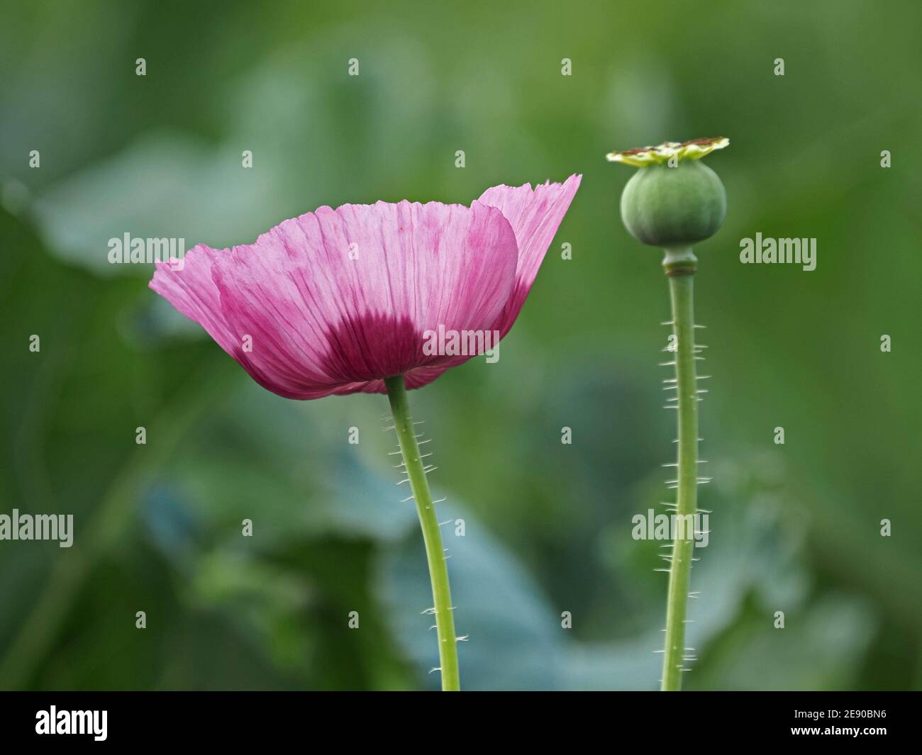 Markante violette Blüte und charakteristischer Sämchenkopf von Opium Poppy aka Breadseed Poppy (Papaver somniferum) in einem Garten in Cumbria, England, UK Stockfoto