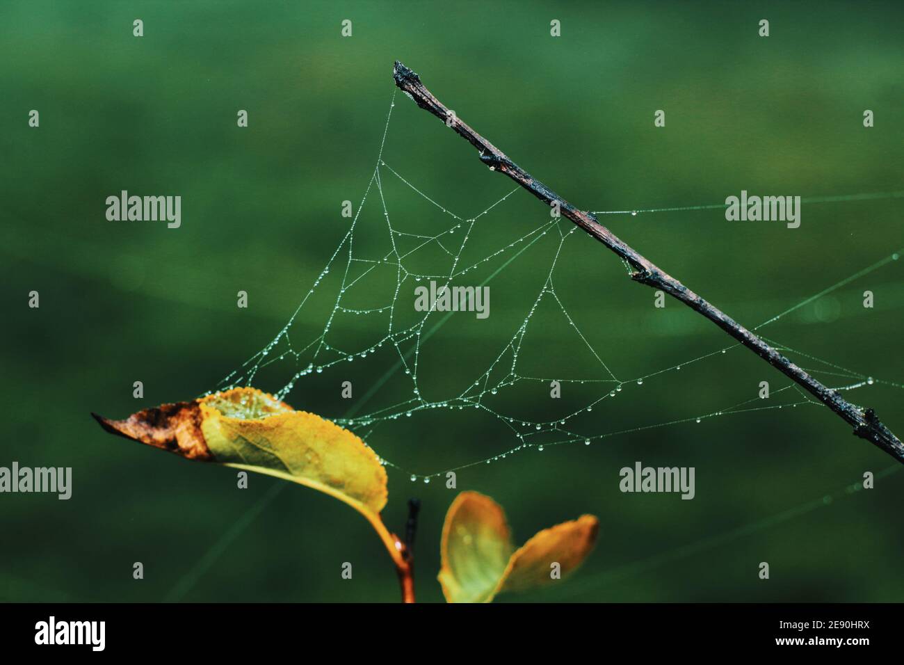 Spinnennetz mit morgendlichen Tau Wassertropfen am Ast kleben Und Blätter auf dem grasbewachsenen Hintergrund Stockfoto