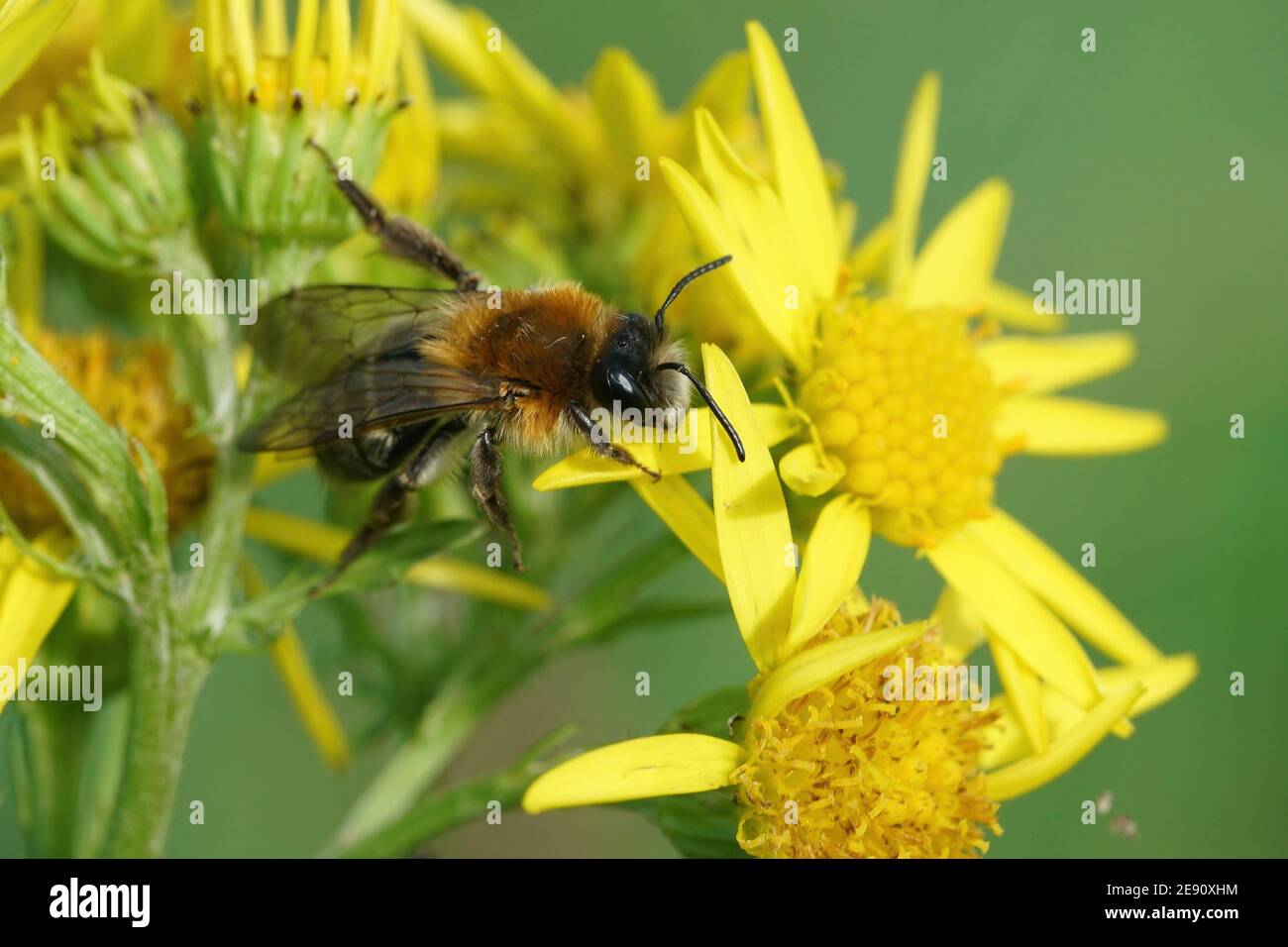 Ein Männchen der grau-geflickten Bergbiene, Andrena nitida auf gewöhnlichem Ragwürz Stockfoto