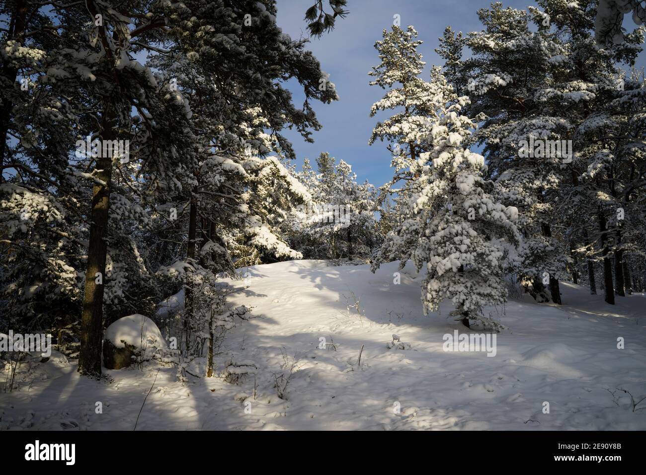 Schöner Wintertag im schwedischen Wald. Schöne skandinavische Natur und Landschaft mit Schnee auf Bäumen. Ruhiges, friedliches und glückliches Bild. Stockfoto