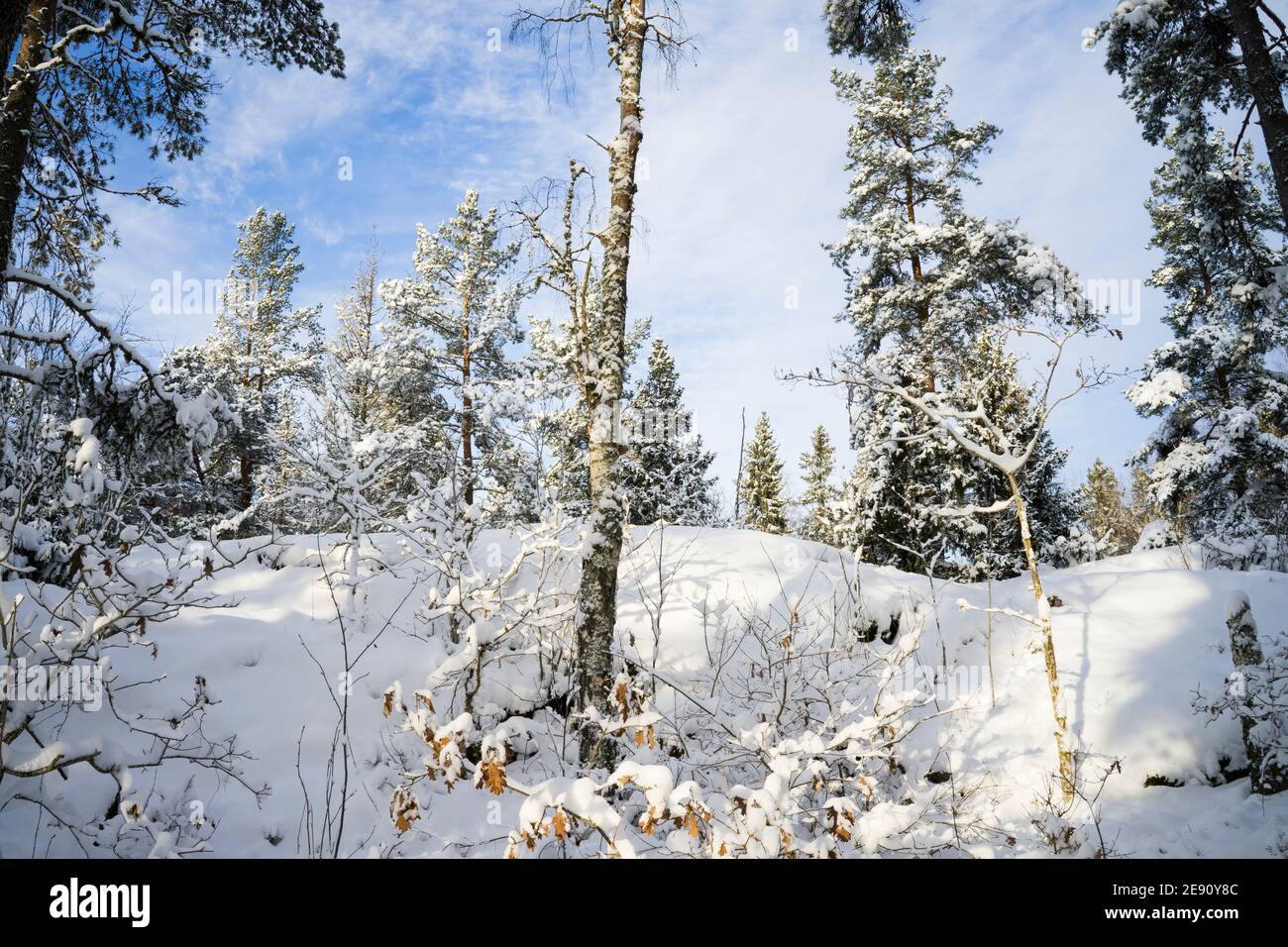 Schöner Wintertag im schwedischen Wald. Schöne skandinavische Natur und Landschaft mit Schnee auf Bäumen. Ruhiges, friedliches und glückliches Bild. Stockfoto