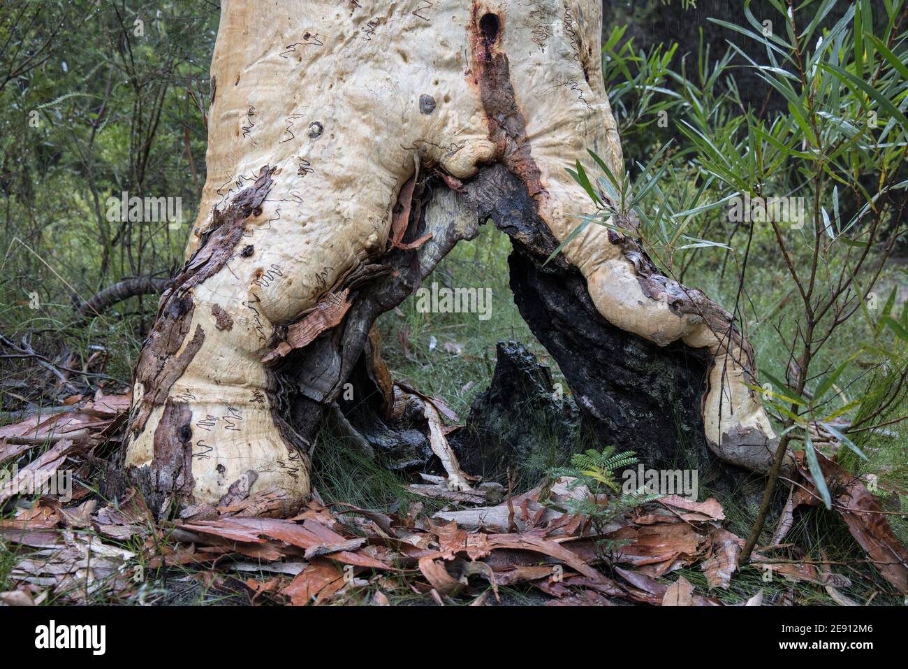 Baumstamm mit abgebranntem Abschnitt Stockfoto