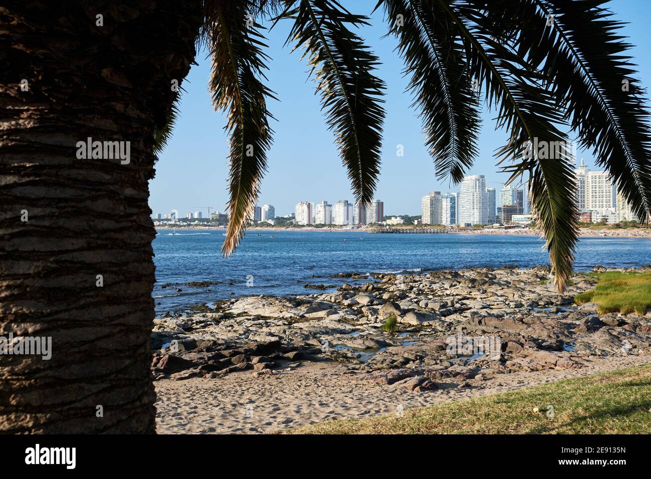 Ein Blick auf punta del este, maldonado, Küste hinter einer Palme Stockfoto
