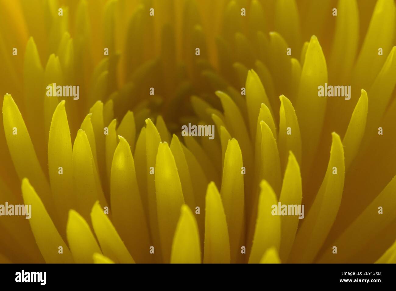 Nahaufnahme der Chrysantheme Stockfoto