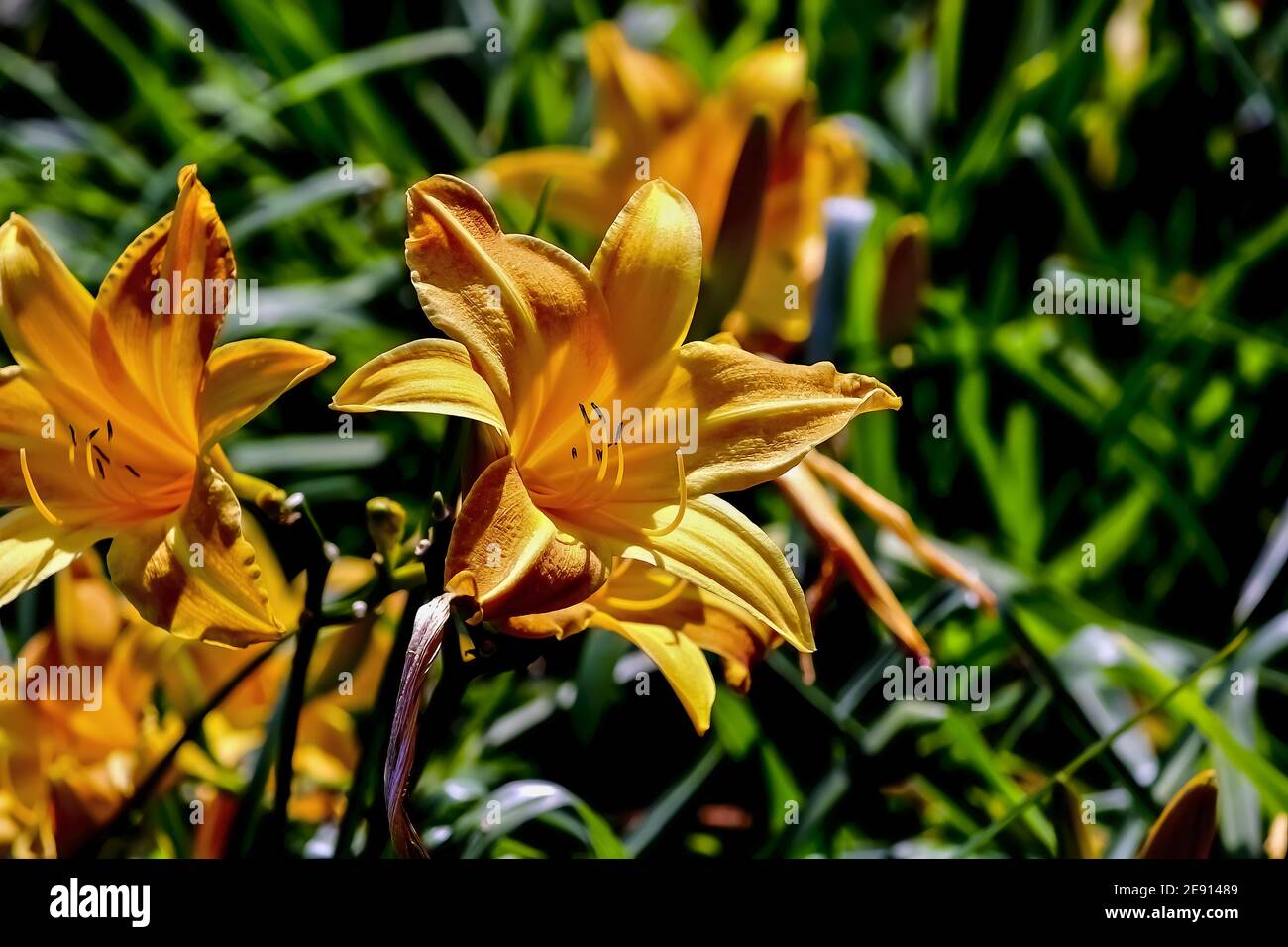 Blume der Taglilie namens Windsor Tan im Frühsommer, Hemerocallis, Liliaceae, Bayern, Deutschland Stockfoto