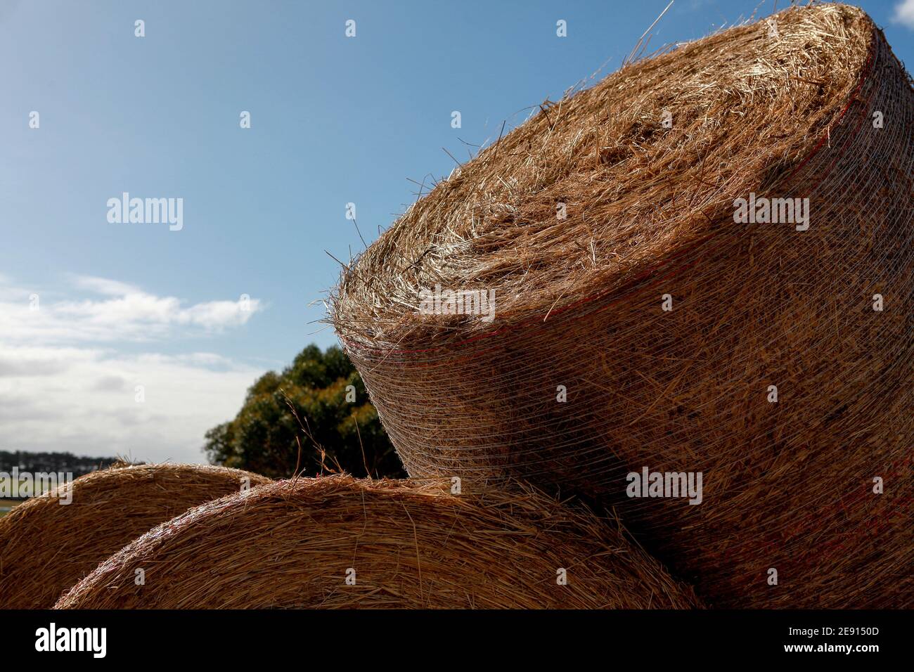 Heuballen und das Futter für die Rinder werden auf einer Milchviehhaltung in Warrnambool, South West Victoria, Australien, gestapelt gesehen Stockfoto