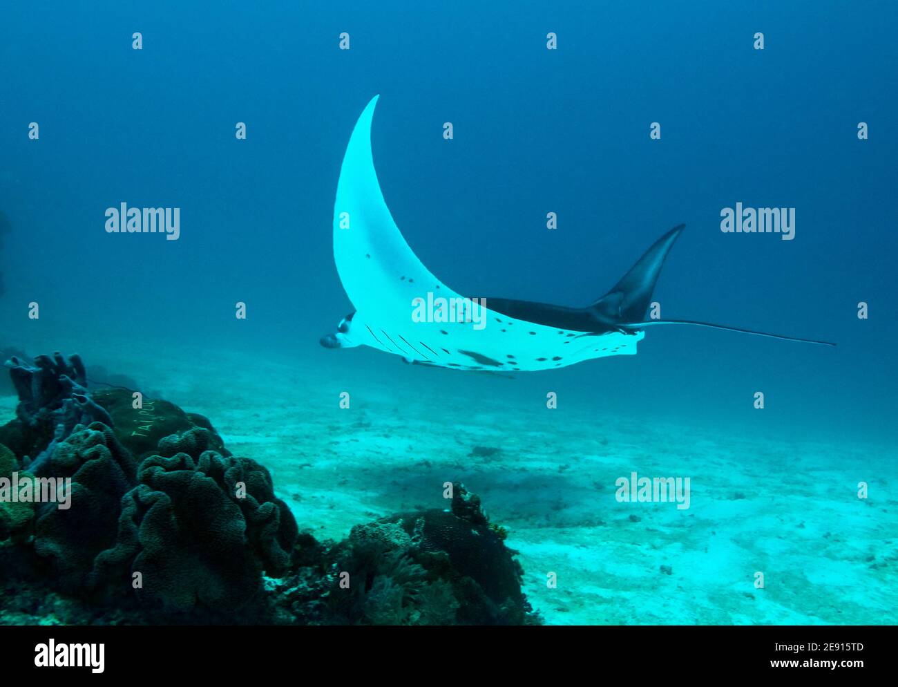 Manta ray, Raja Ampat, West Papua, Indonesien. Stockfoto