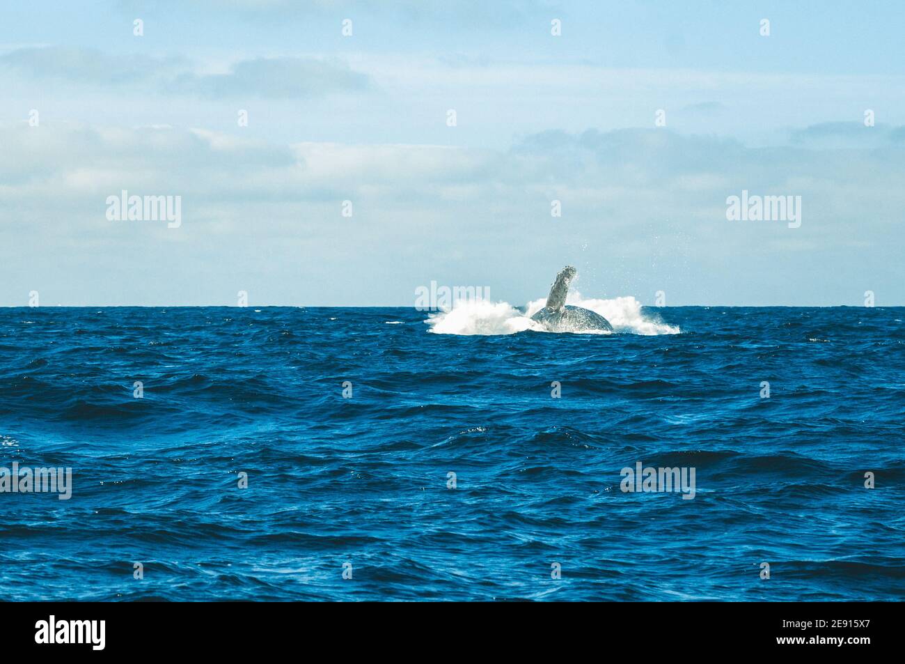 Blauwal springen im pazifik bei Punta und Puerto vallarta in Mexiko Stockfoto