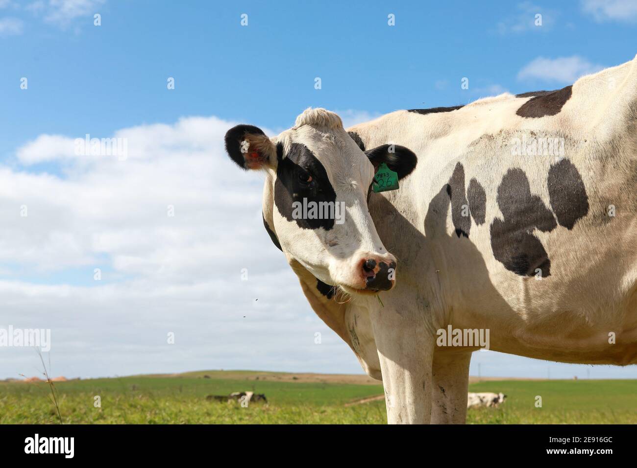 Eine friesische Kuh grast in einem grünen Fahrerlager auf einem Milchviehbetrieb. Milchviehhaltung in Warrnambool, South West Victoria, Australien Stockfoto