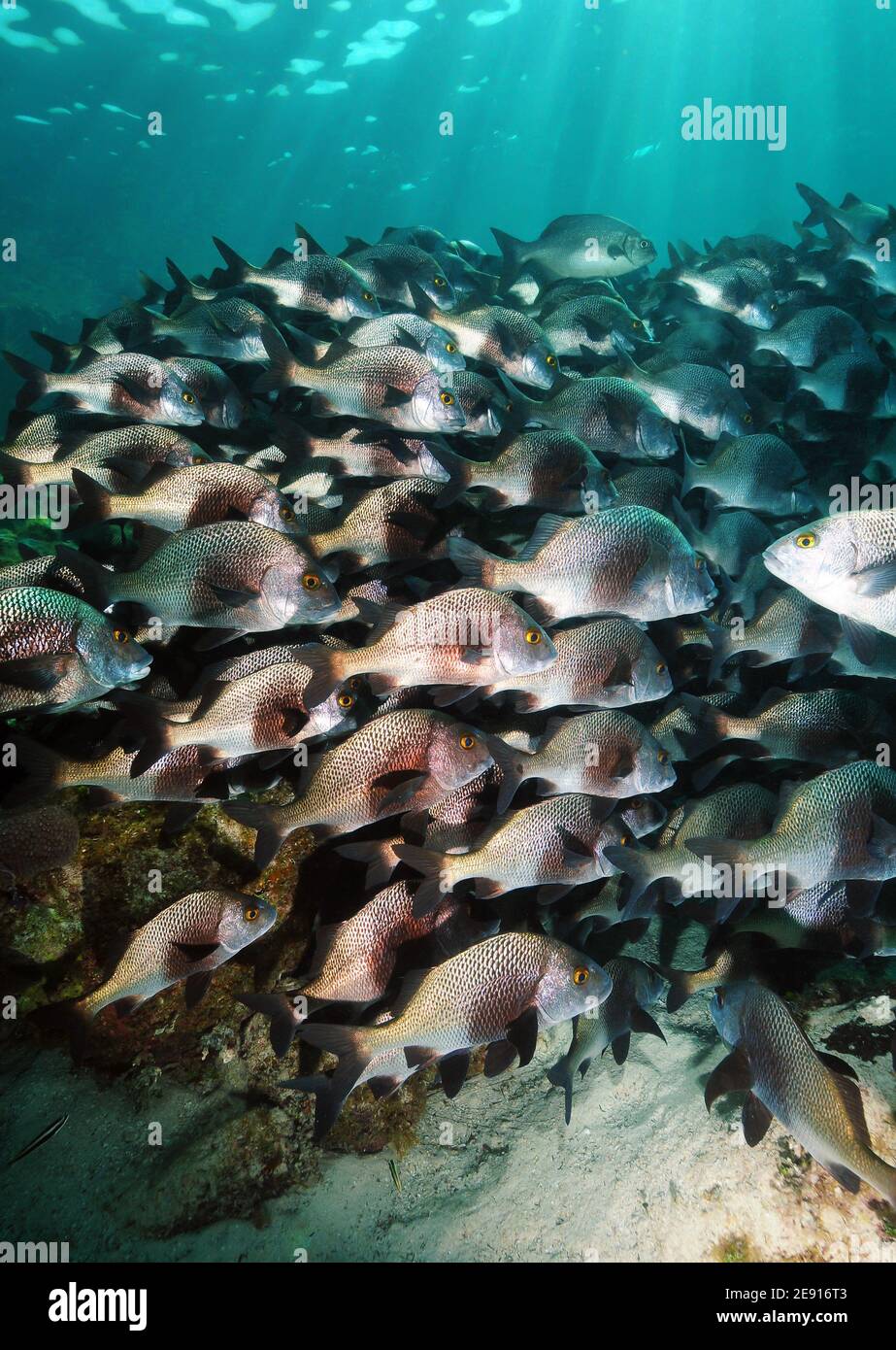 Black margate Fischschule, Hol Chan Marine Reserve, Belize. Stockfoto