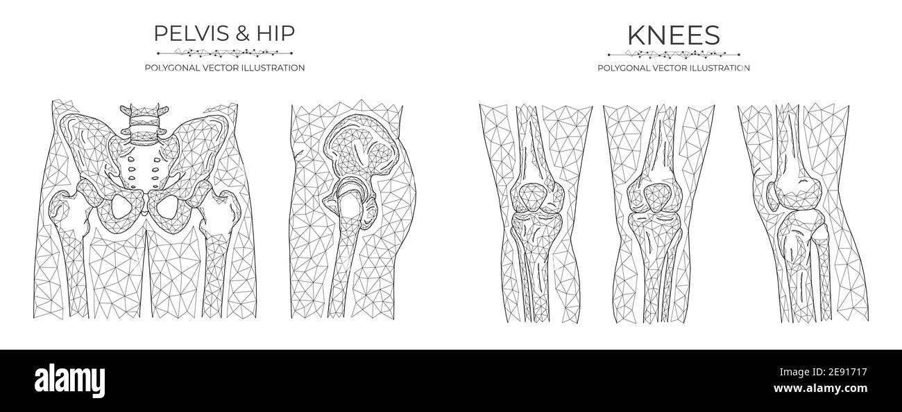 Vektor polygonale Becken und Knie. Anatomisches Modell von Becken, Hüftgelenk und Kniegelenk. Stock Vektor