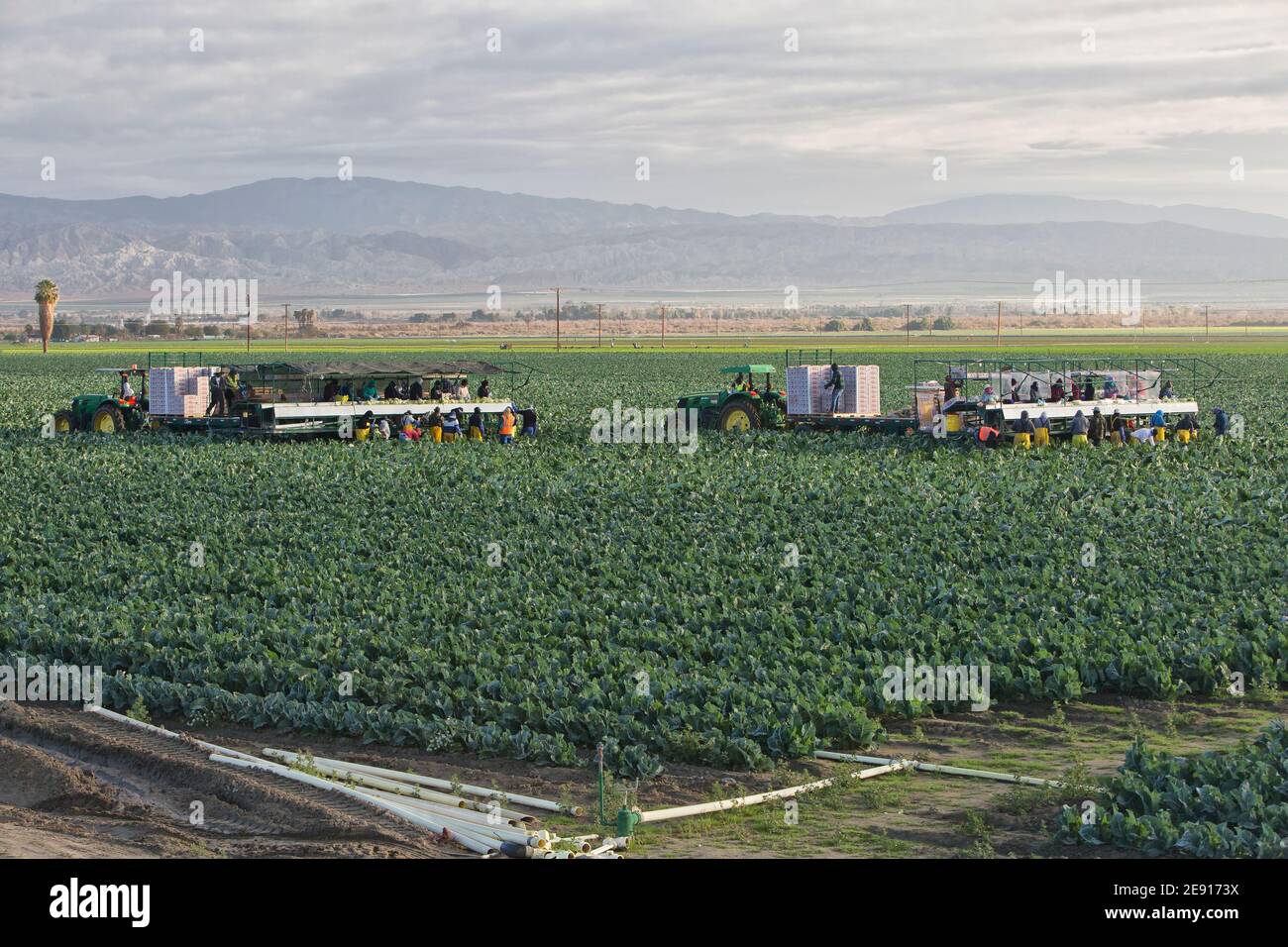 Hispanische Landarbeiter ernten - Verpacken von Bio-Blumenkohl 'Brassica oleracea var. botrytis', John Deere Traktor, Morgenlicht, Kalifornien. Stockfoto